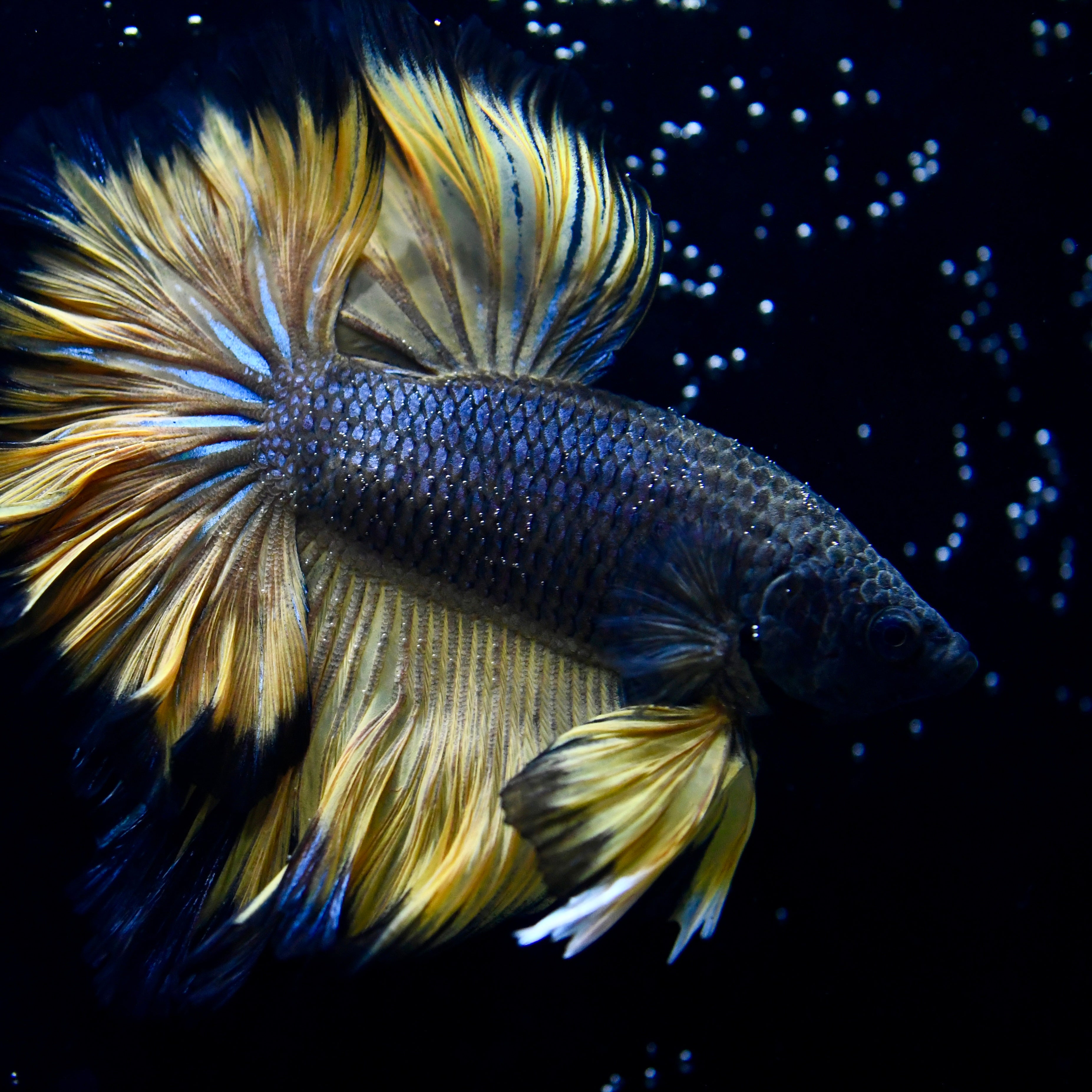 Mustand Full Moon Betta #11