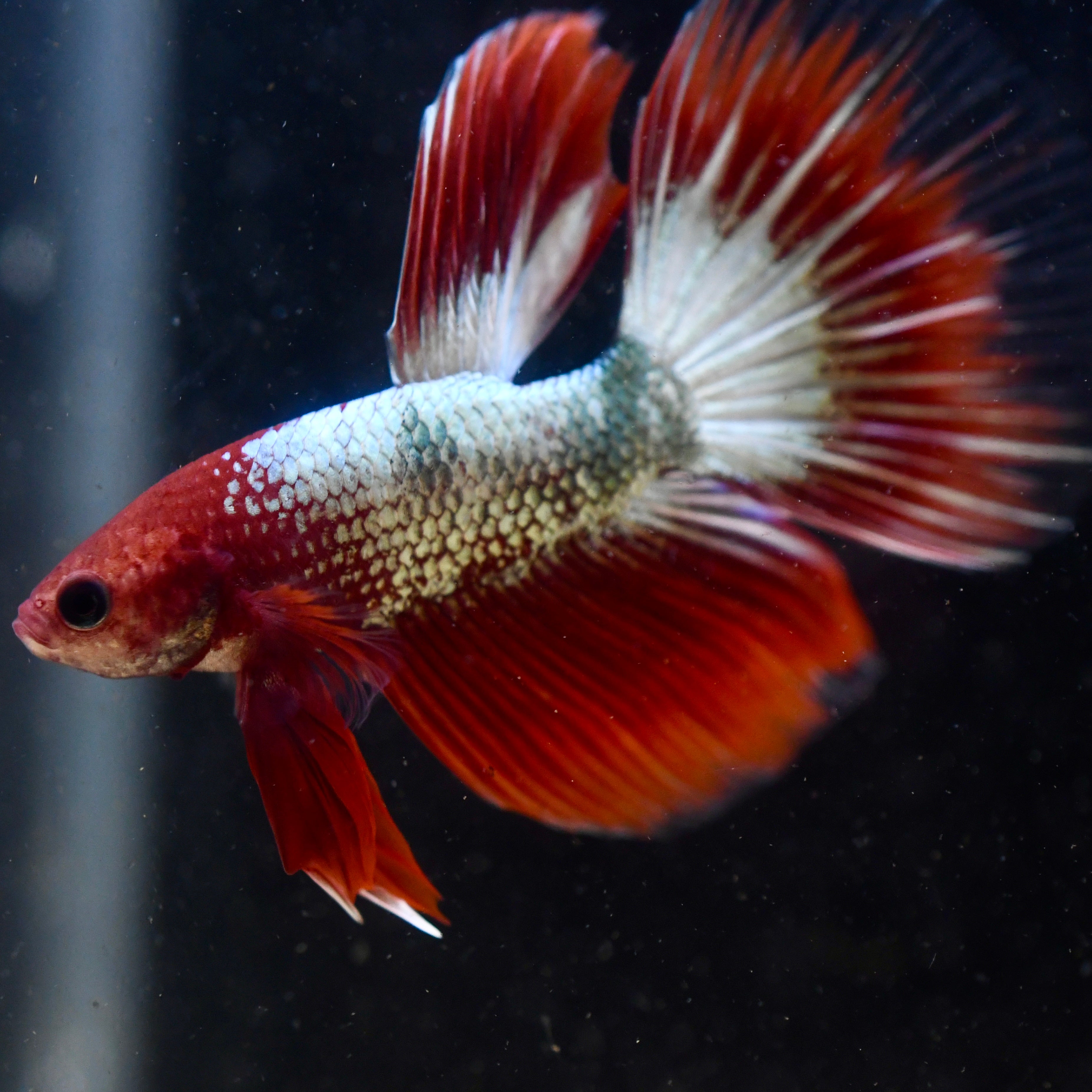 FCCP Plakat Long Fin #A1 - Canada Guppies
