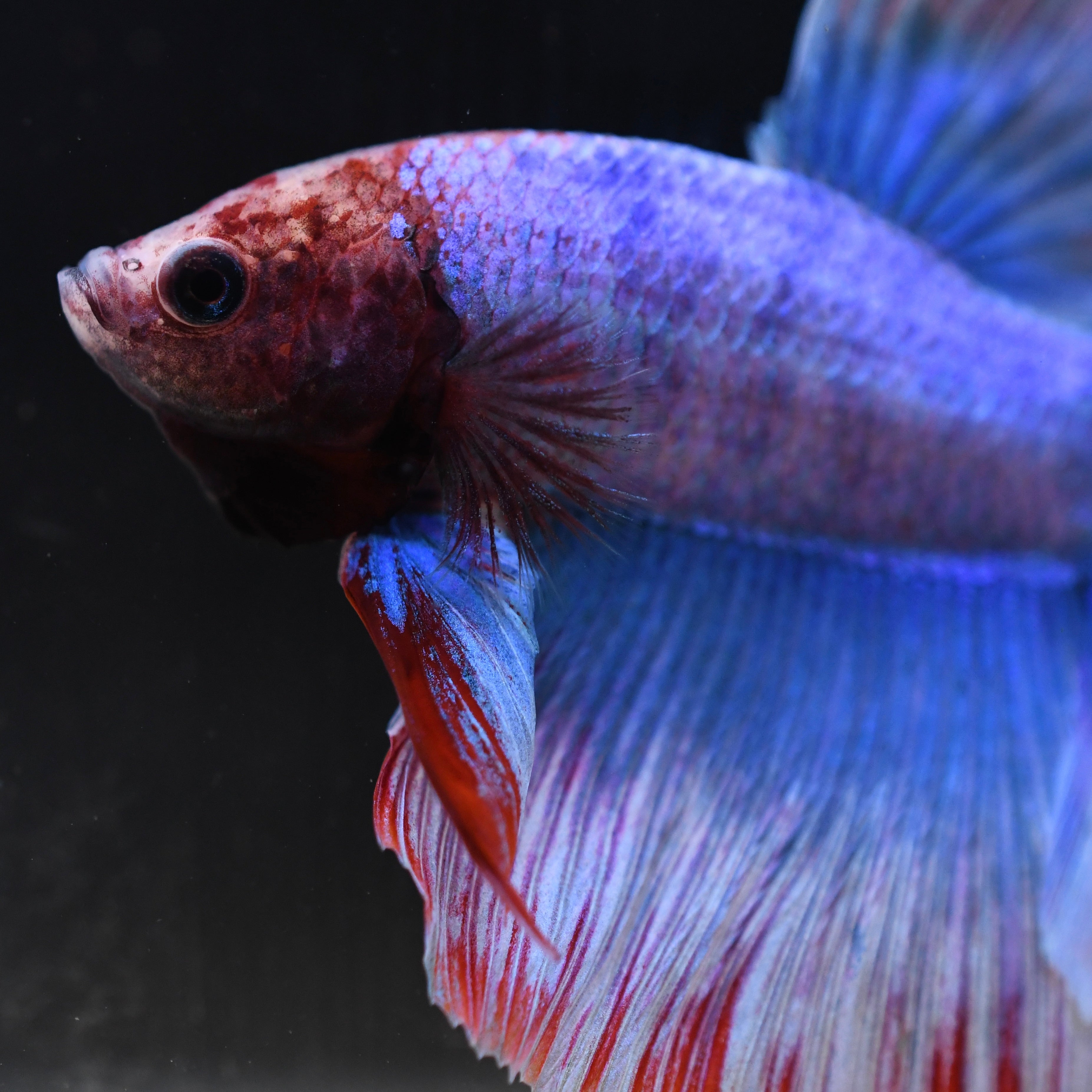 Fancy Blue Vanda Orchid Feather HM #A21 - Canada Guppies