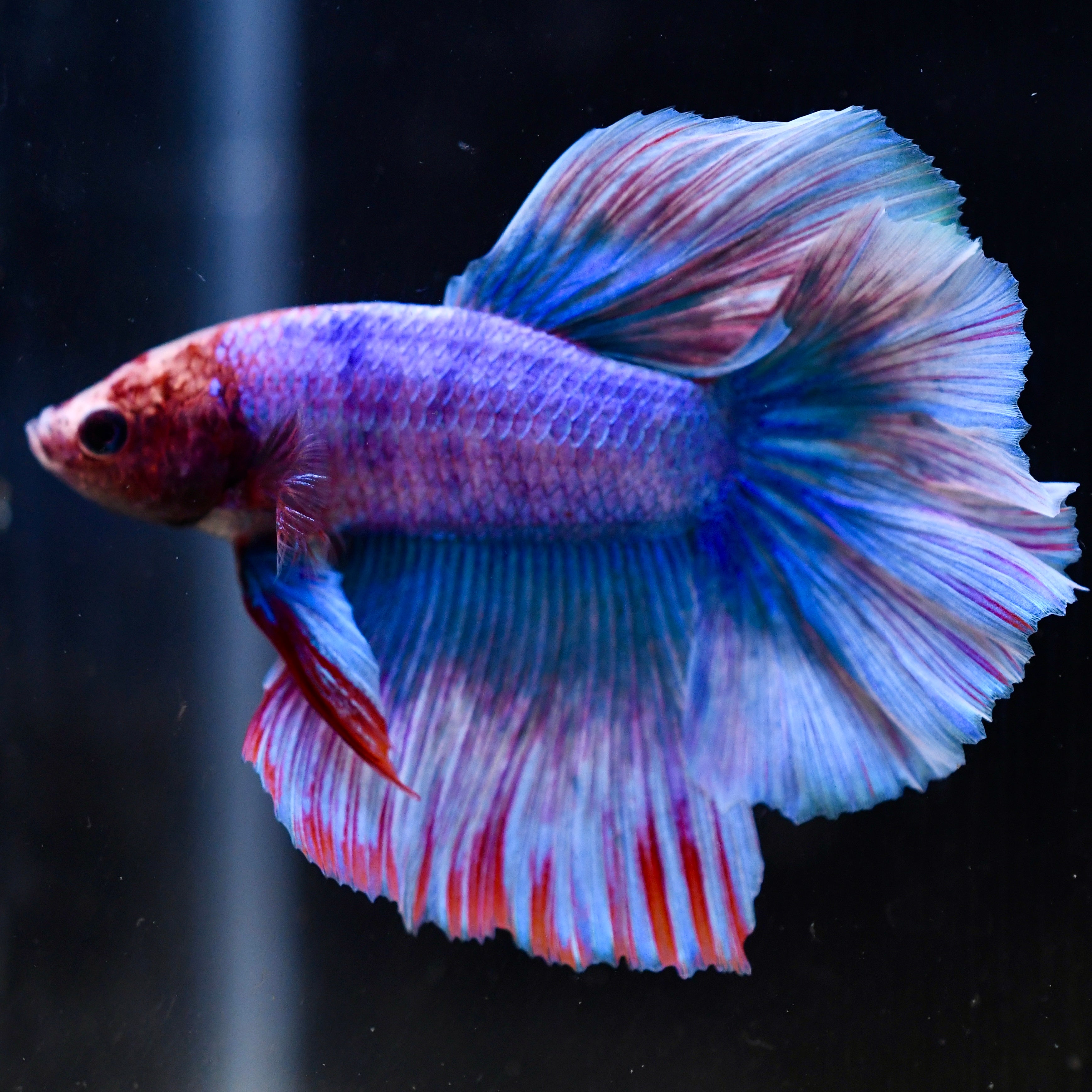 Fancy Blue Vanda Orchid Feather HM #A21 - Canada Guppies