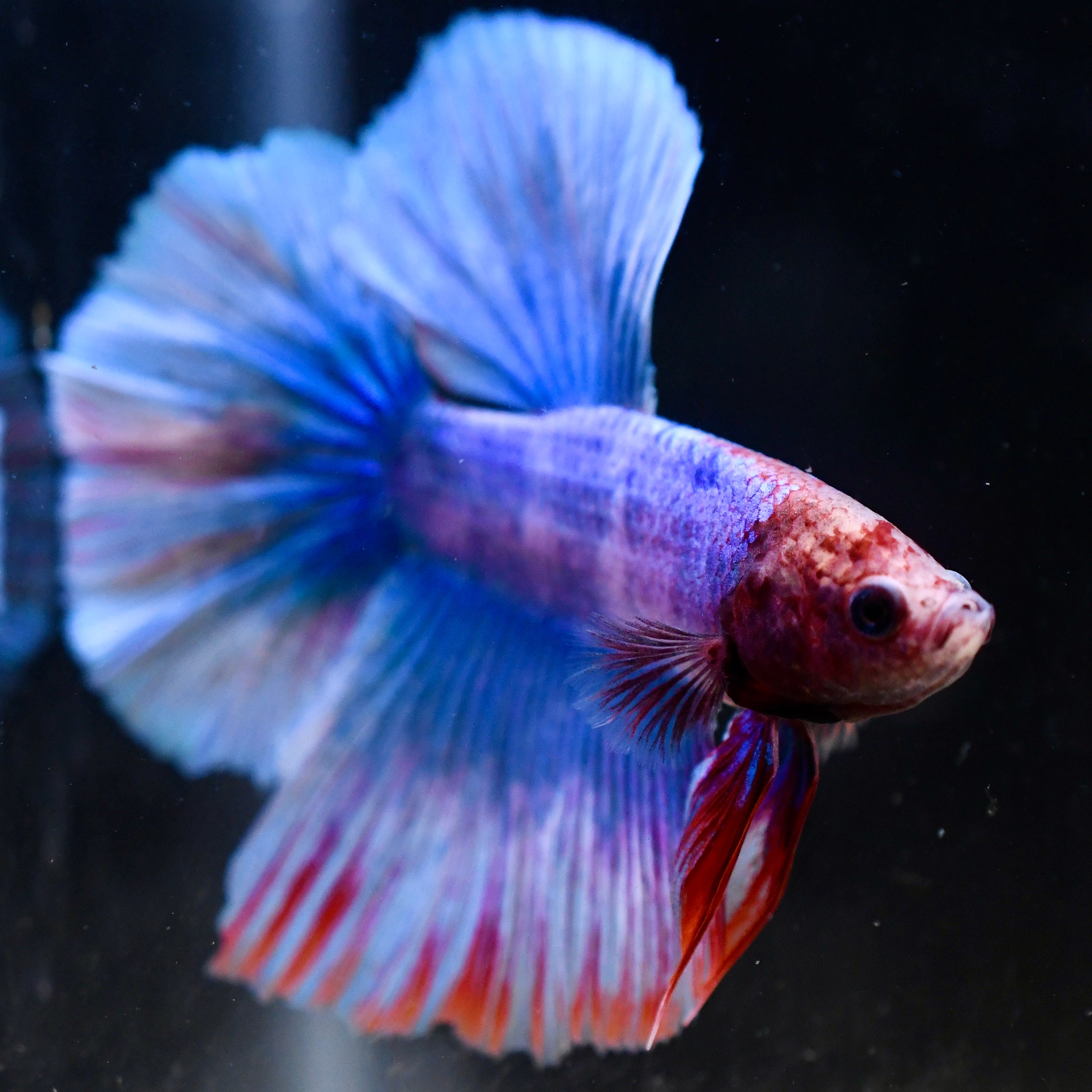 Fancy Blue Vanda Orchid Feather HM #A21 - Canada Guppies