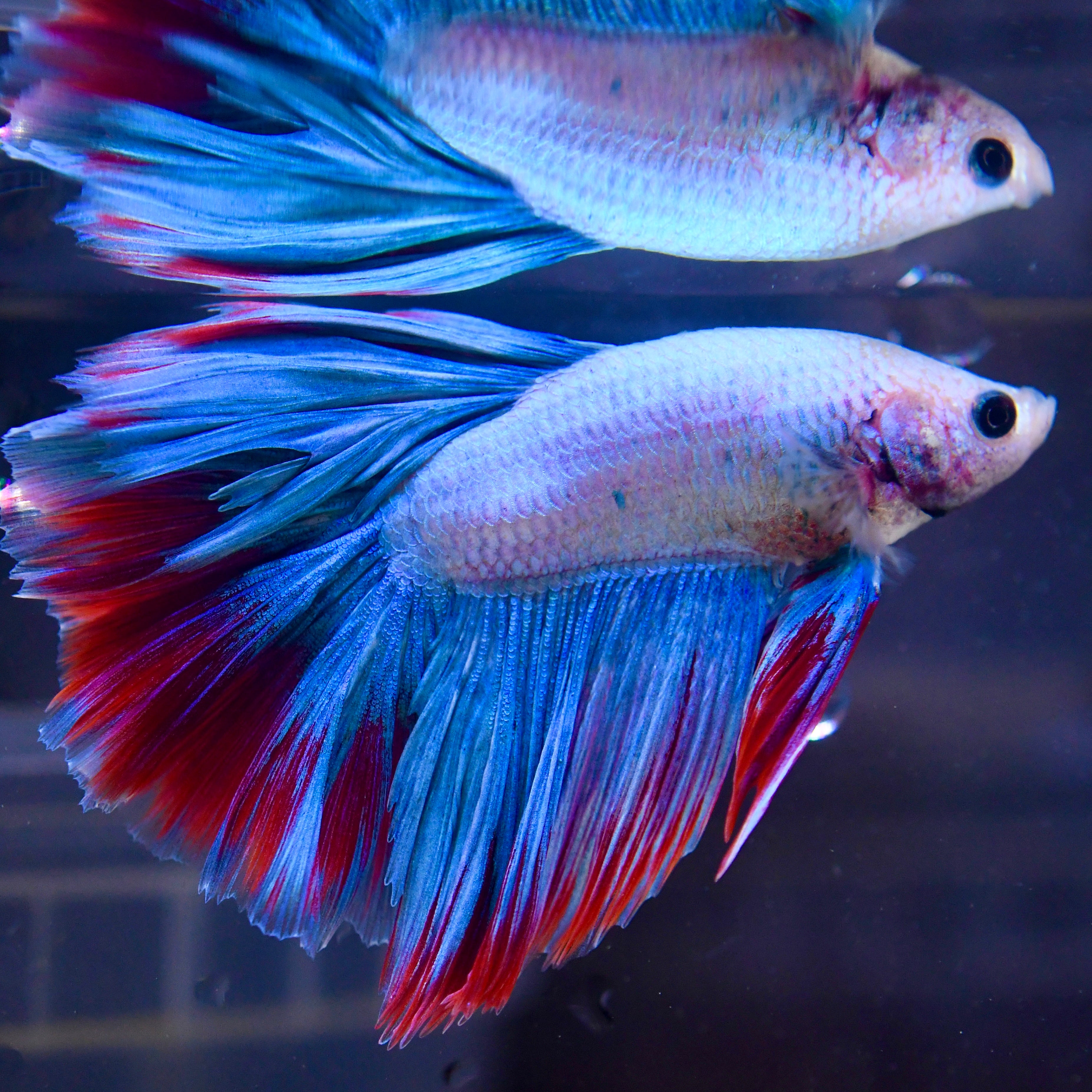 Fancy Blue Vanda Orchid Feather HM #A2 - Canada Guppies