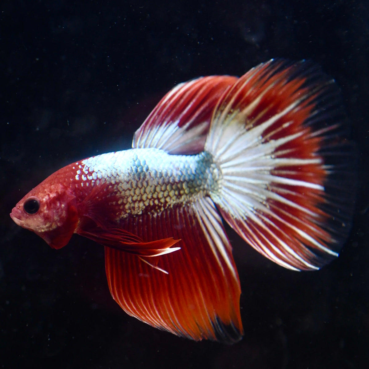 FCCP Plakat Long Fin #A1 - Canada Guppies
