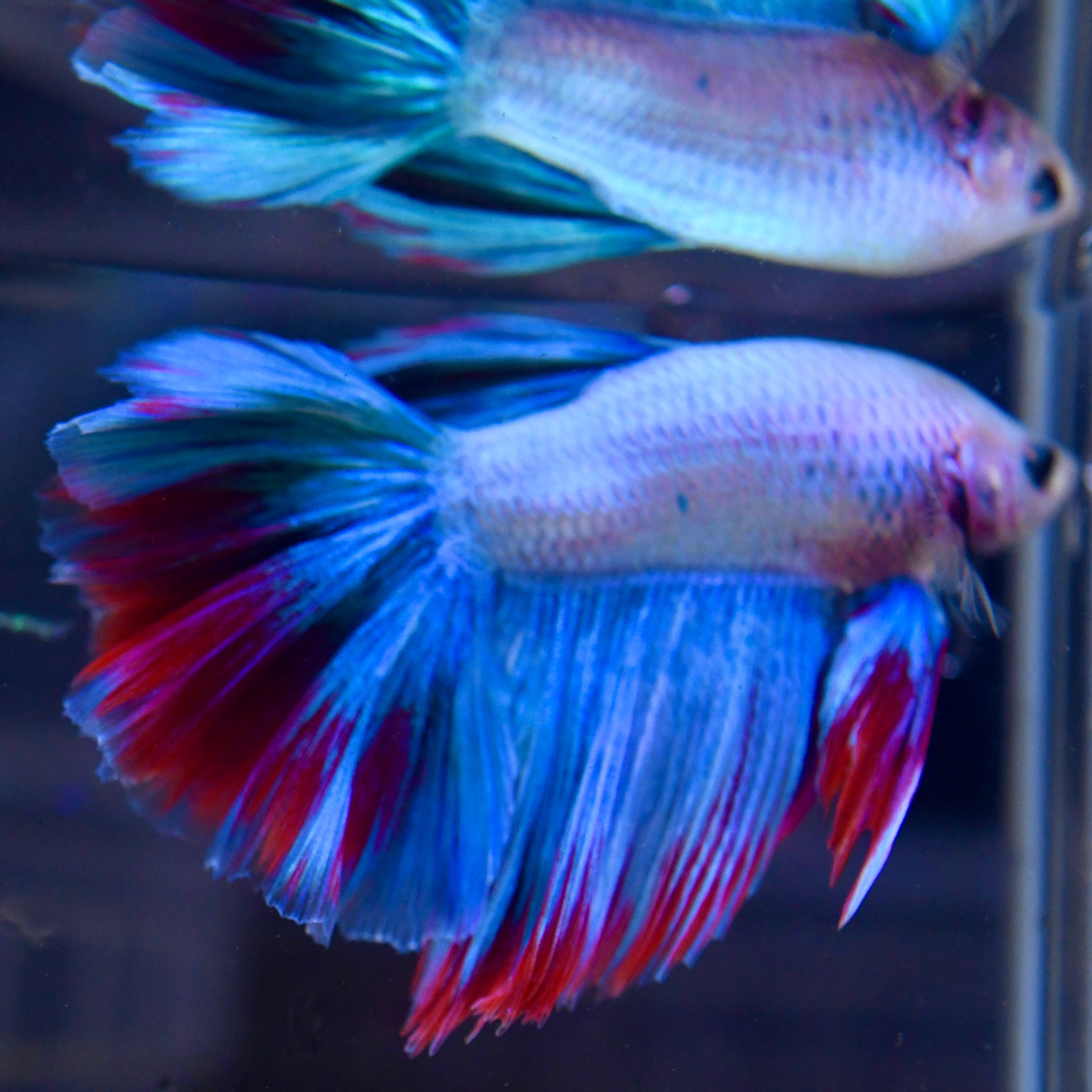 Fancy Blue Vanda Orchid Feather HM #A2 - Canada Guppies