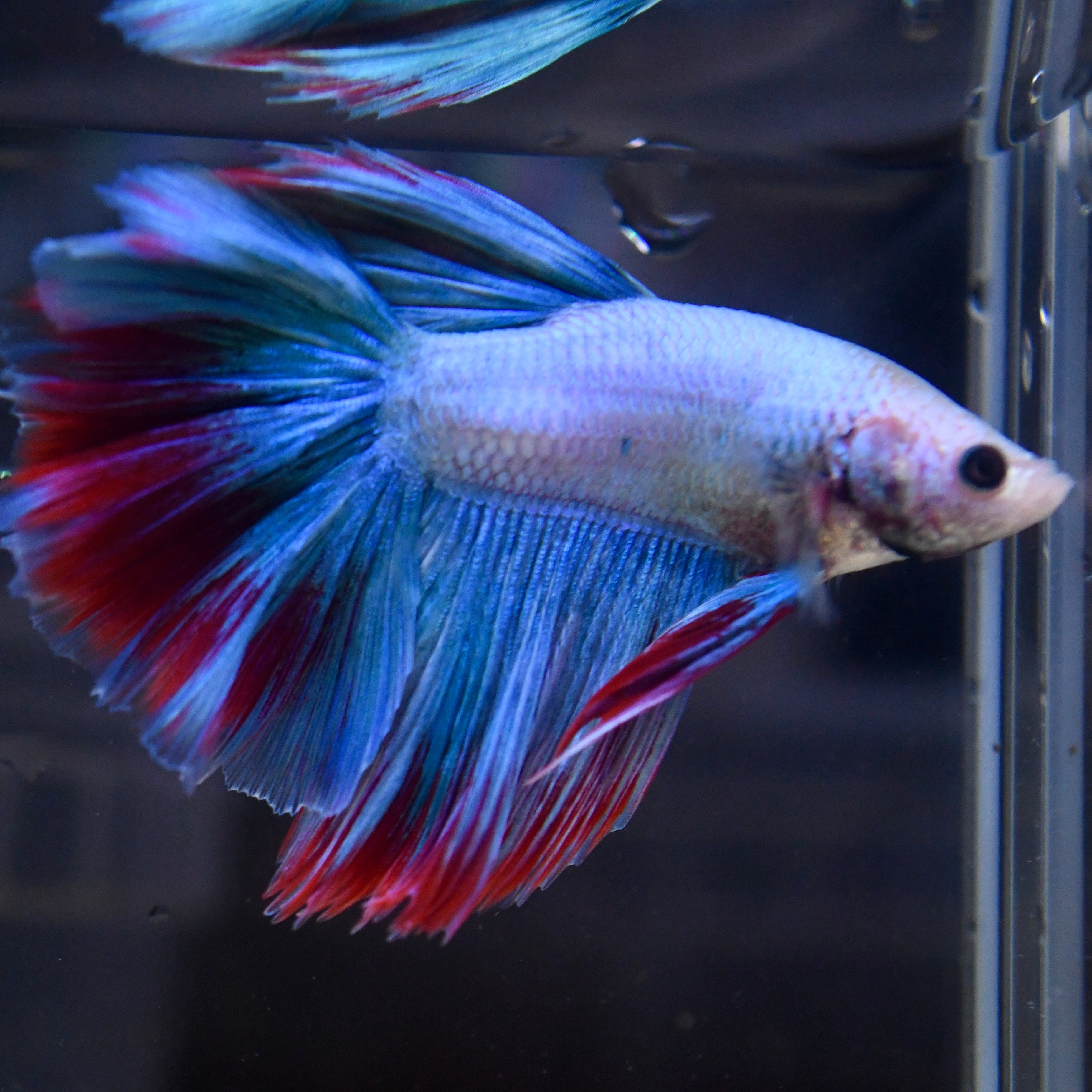 Fancy Blue Vanda Orchid Feather HM #A2 - Canada Guppies