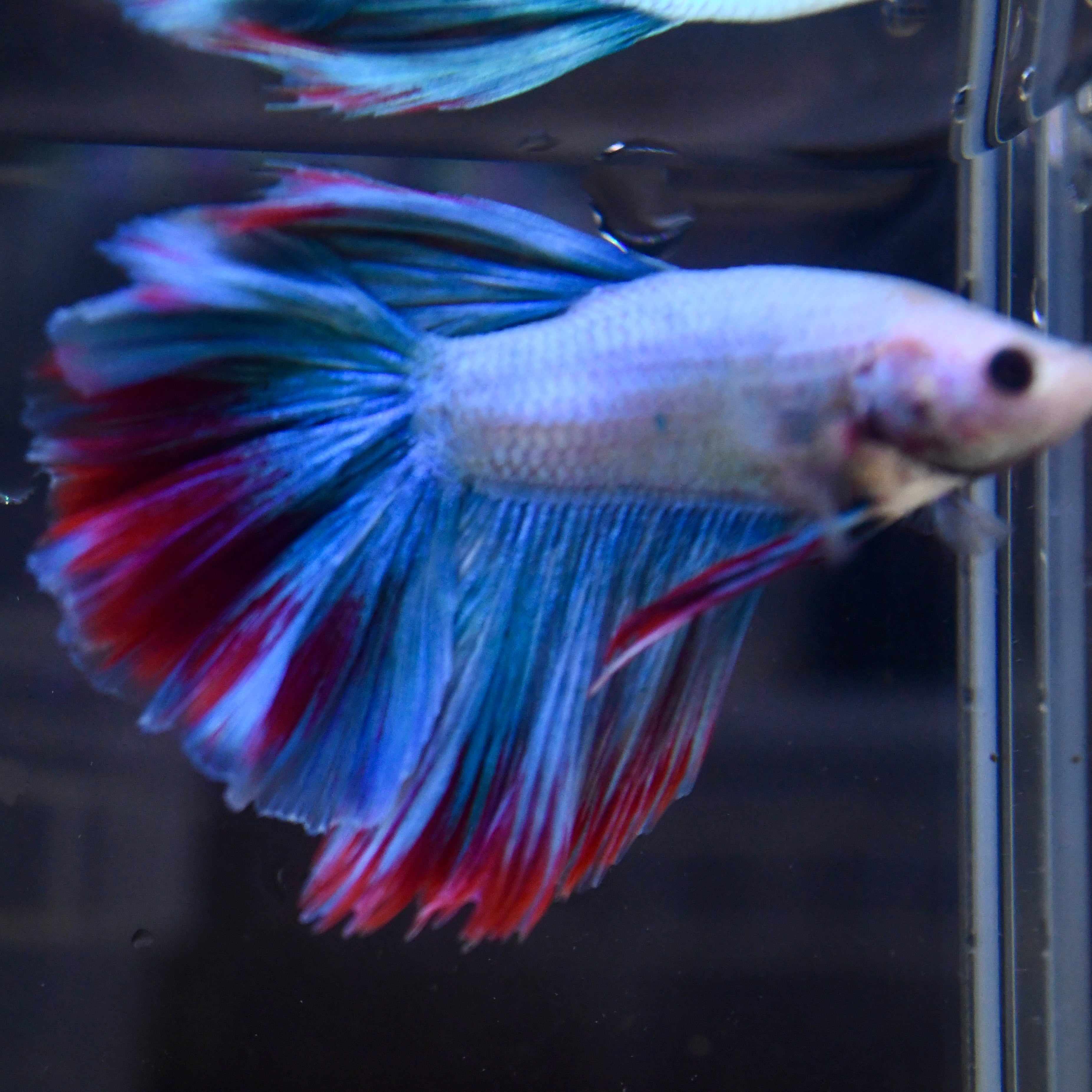 Fancy Blue Vanda Orchid Feather HM #A2 - Canada Guppies