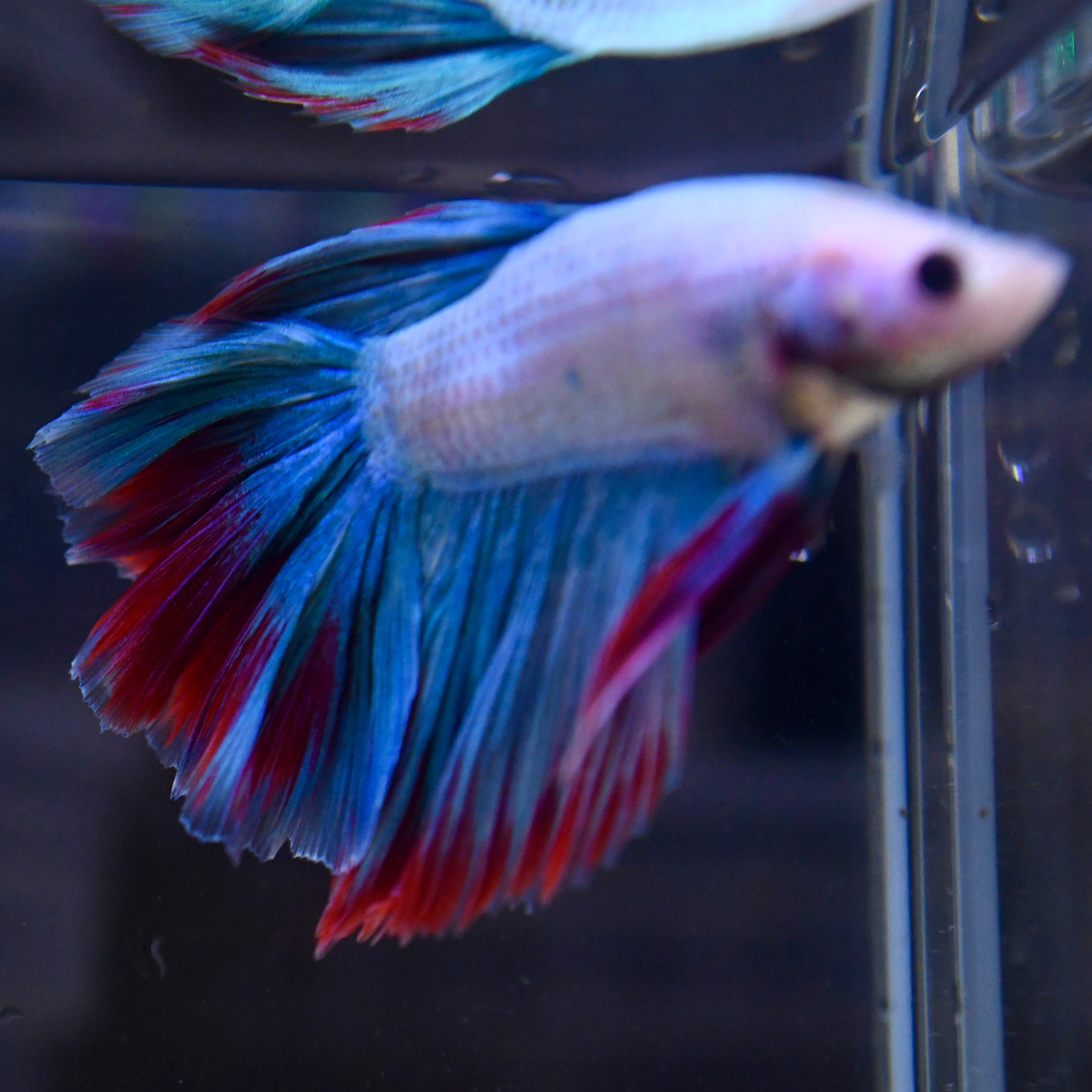 Fancy Blue Vanda Orchid Feather HM #A2 - Canada Guppies