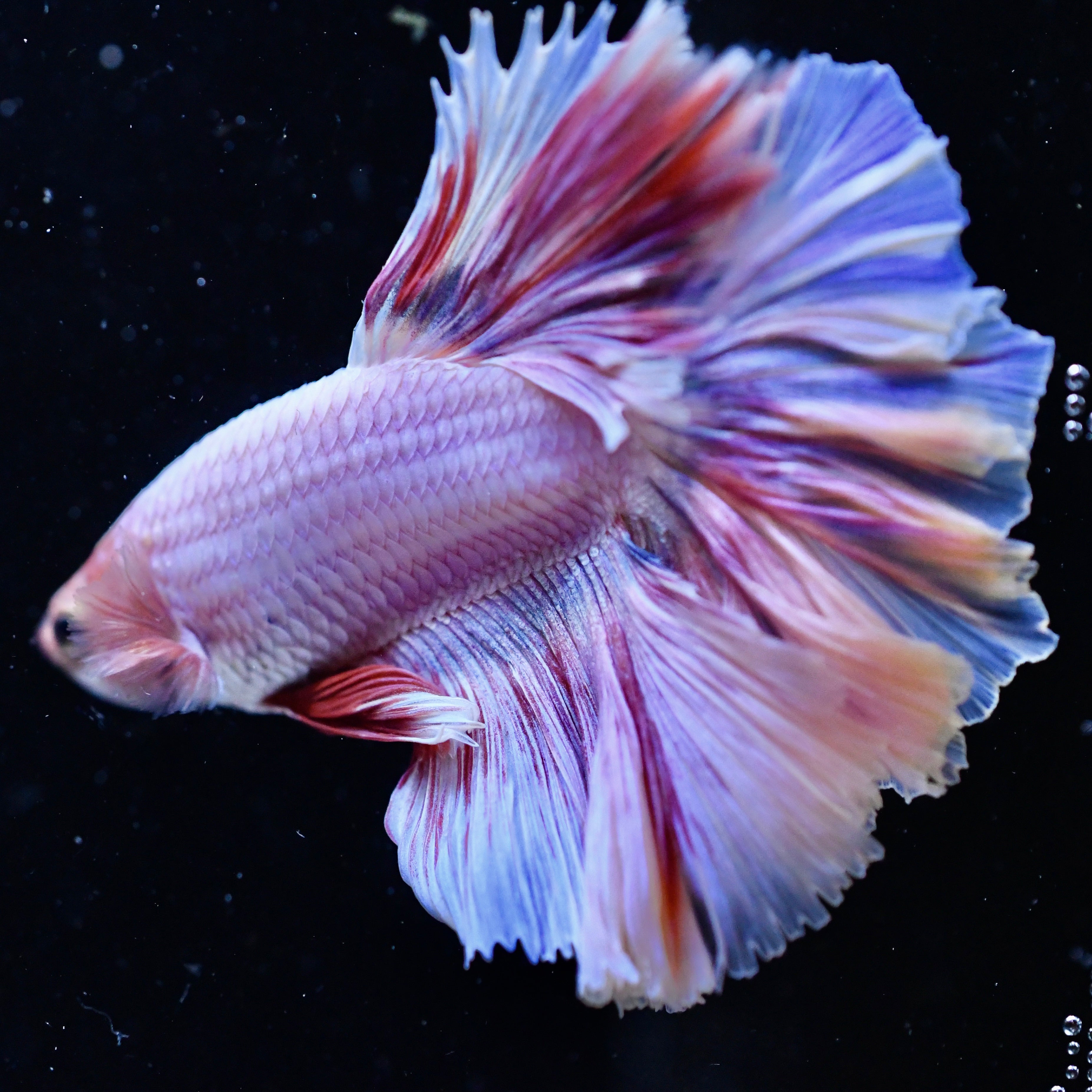 Lilac Butterfly Halfmoon Betta #1
