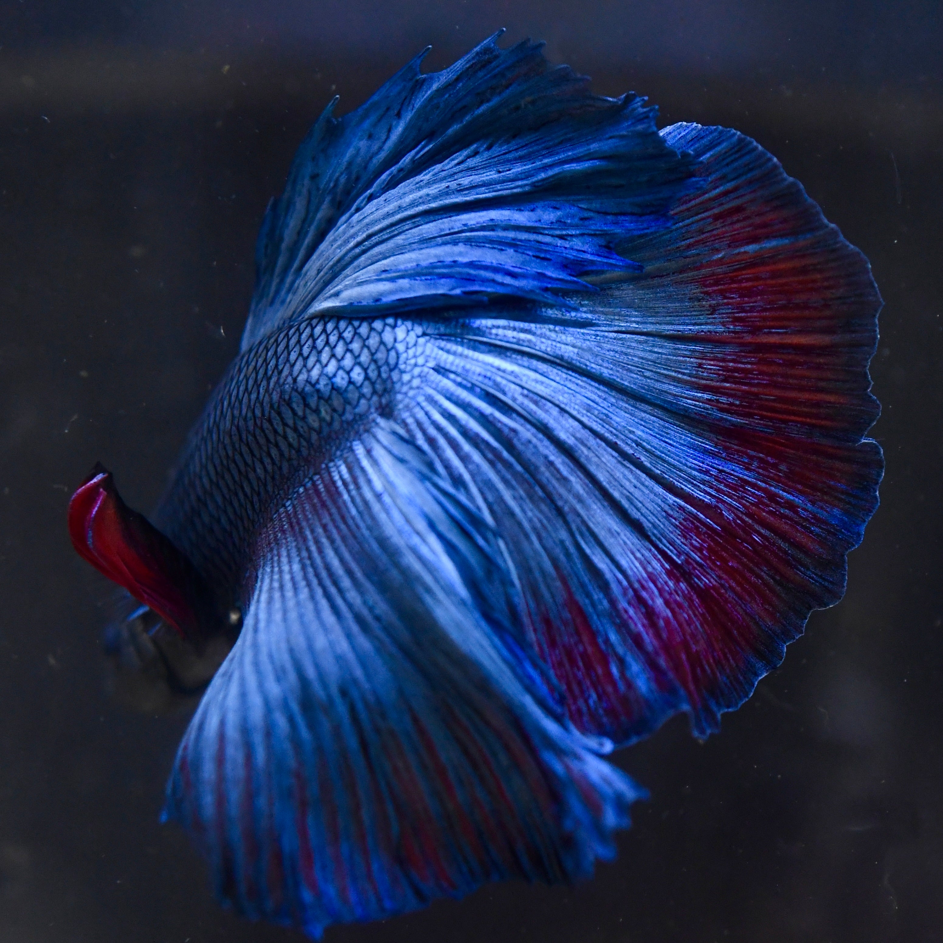 Metal Blue Halfmoon A23 - Canada Guppies