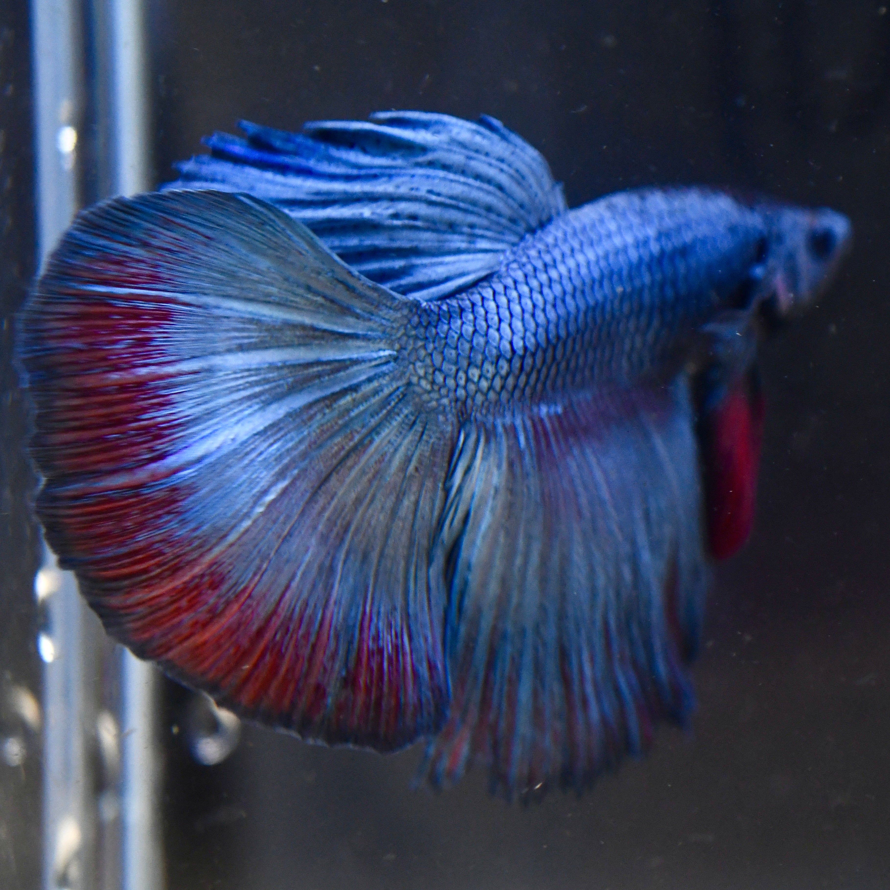 Metal Blue Halfmoon A23 - Canada Guppies