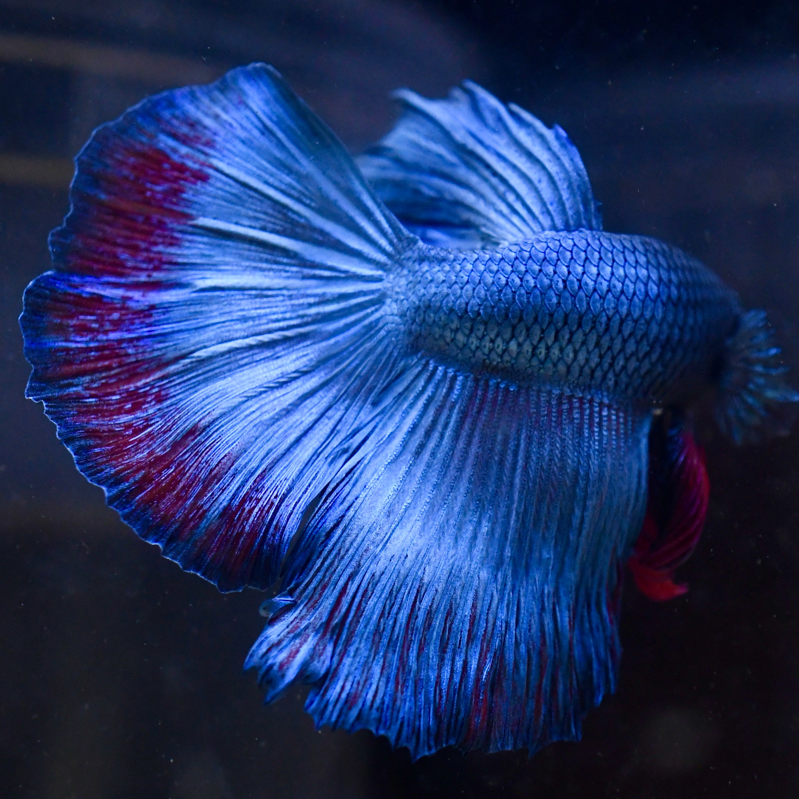 Metal Blue Halfmoon A23 - Canada Guppies