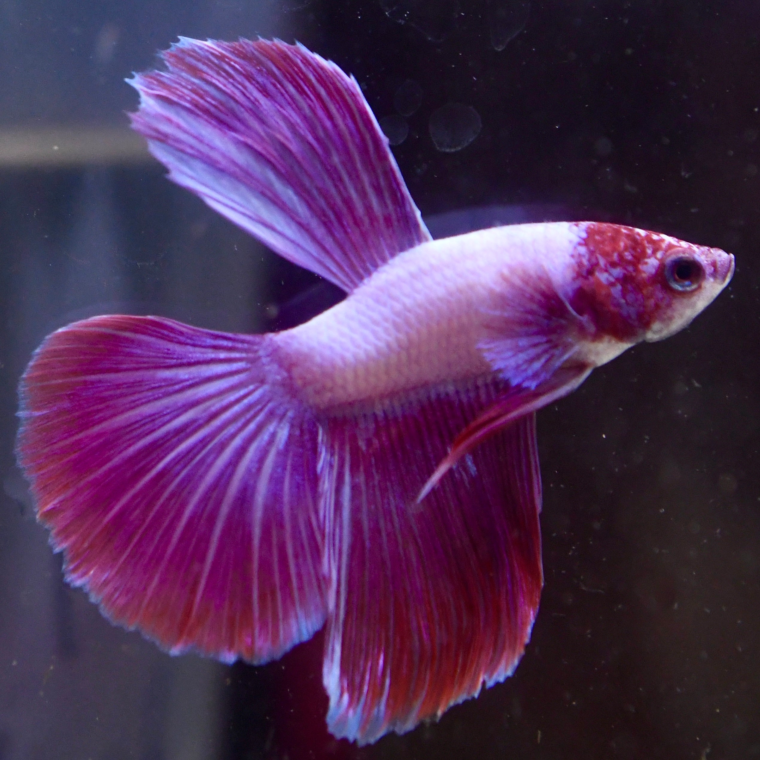 Neon Pink Long Fin A4 - Canada Guppies