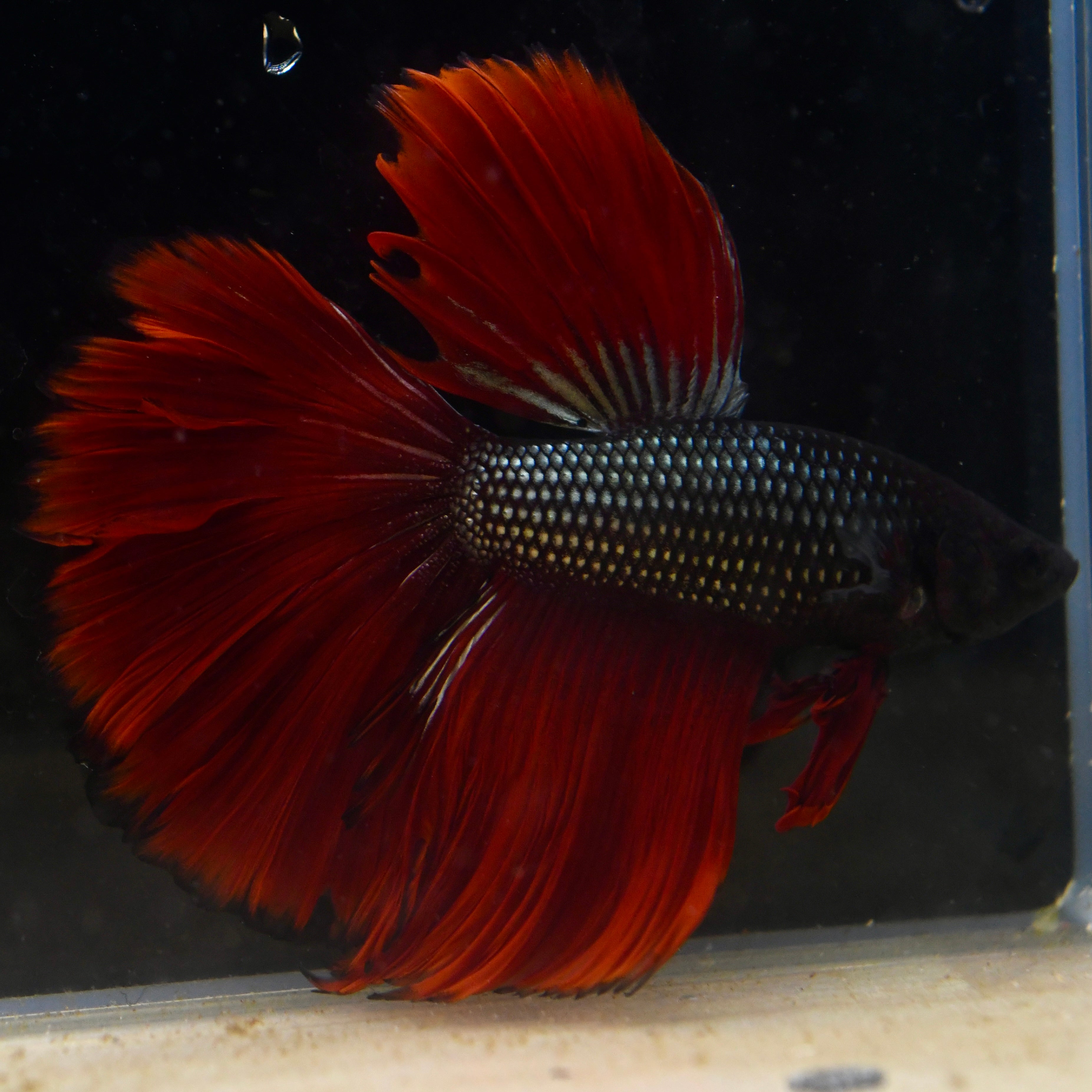Copper Dragon Halfmoon #A40 - Canada Guppies