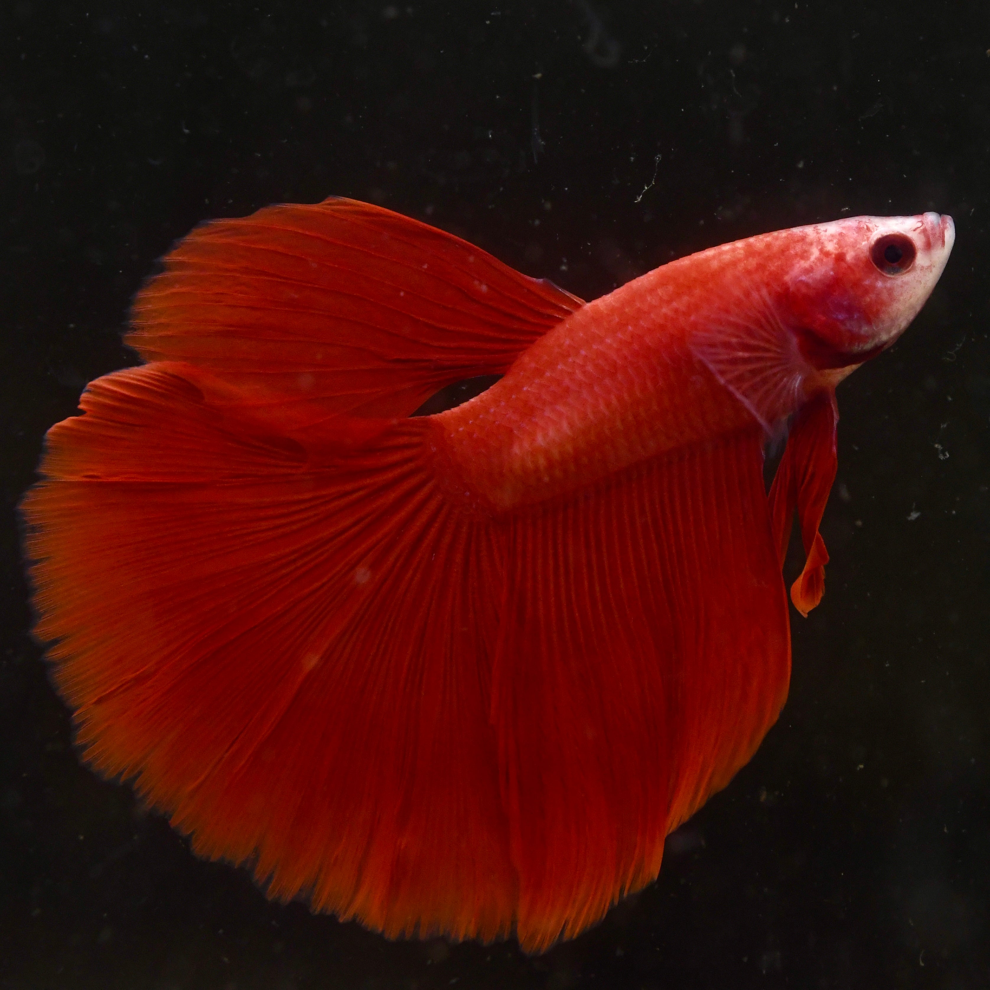 Perfect Red Halfmoon A15