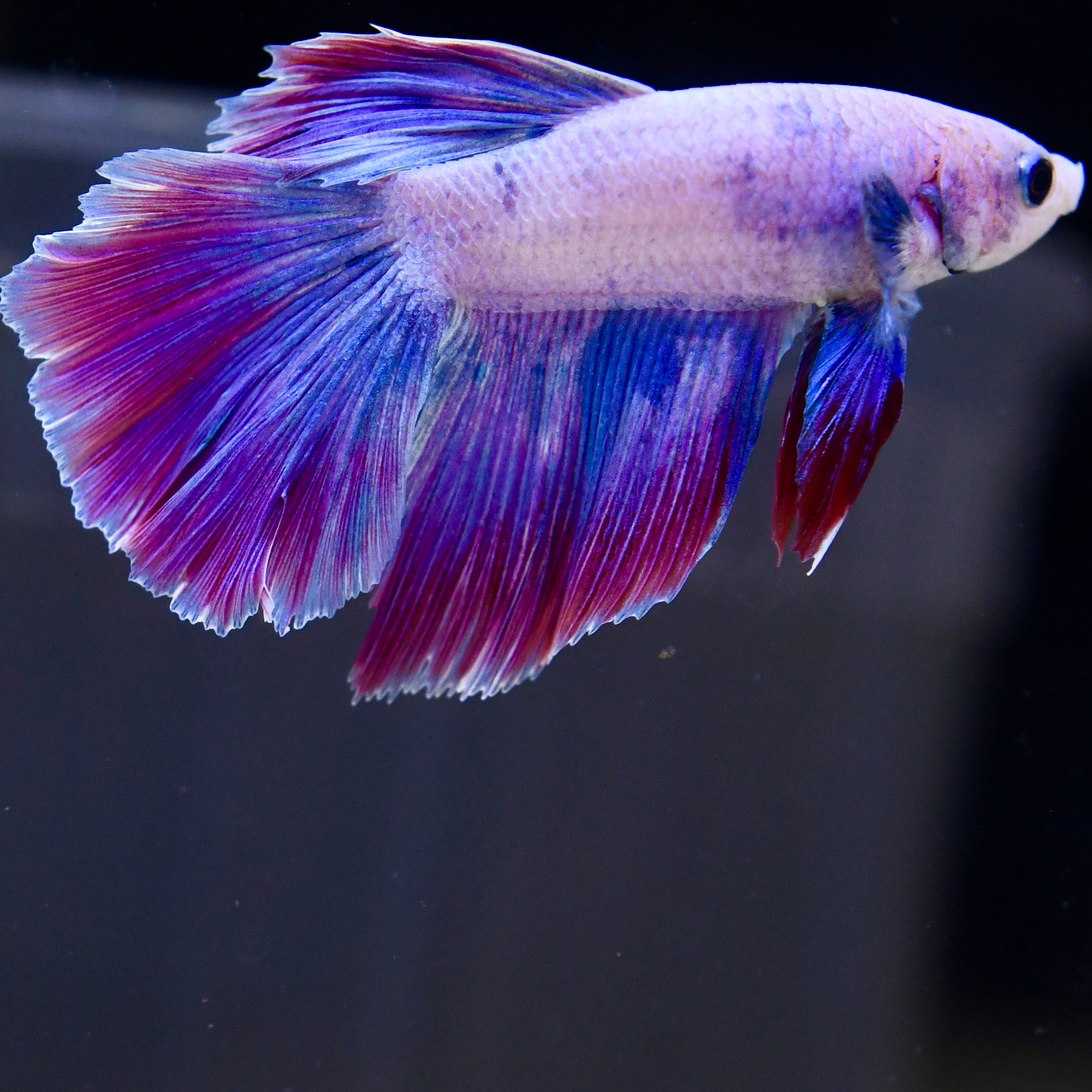 Cotton Candy #A117