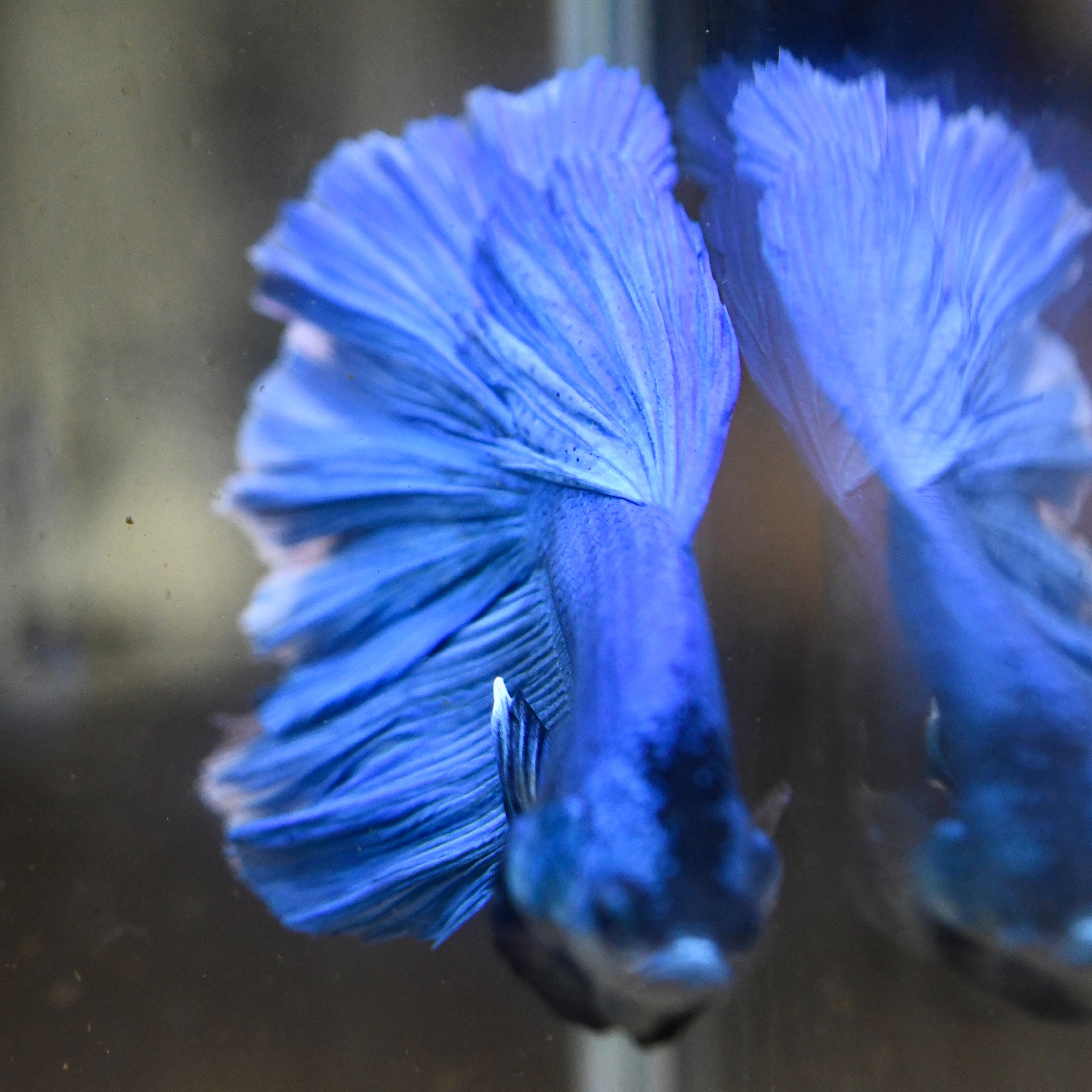 Sapphire Blue #A115