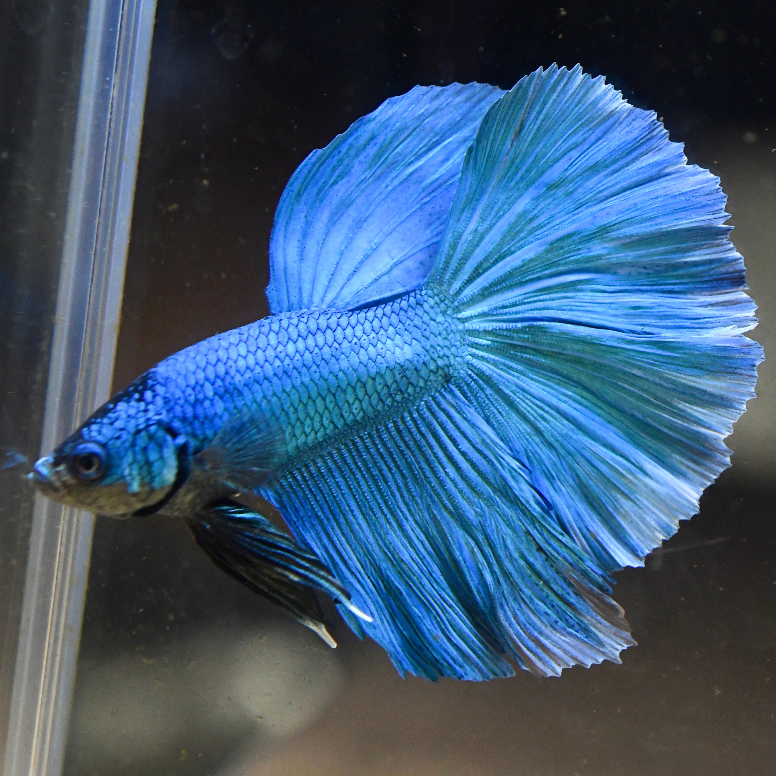 Sapphire Blue #A115