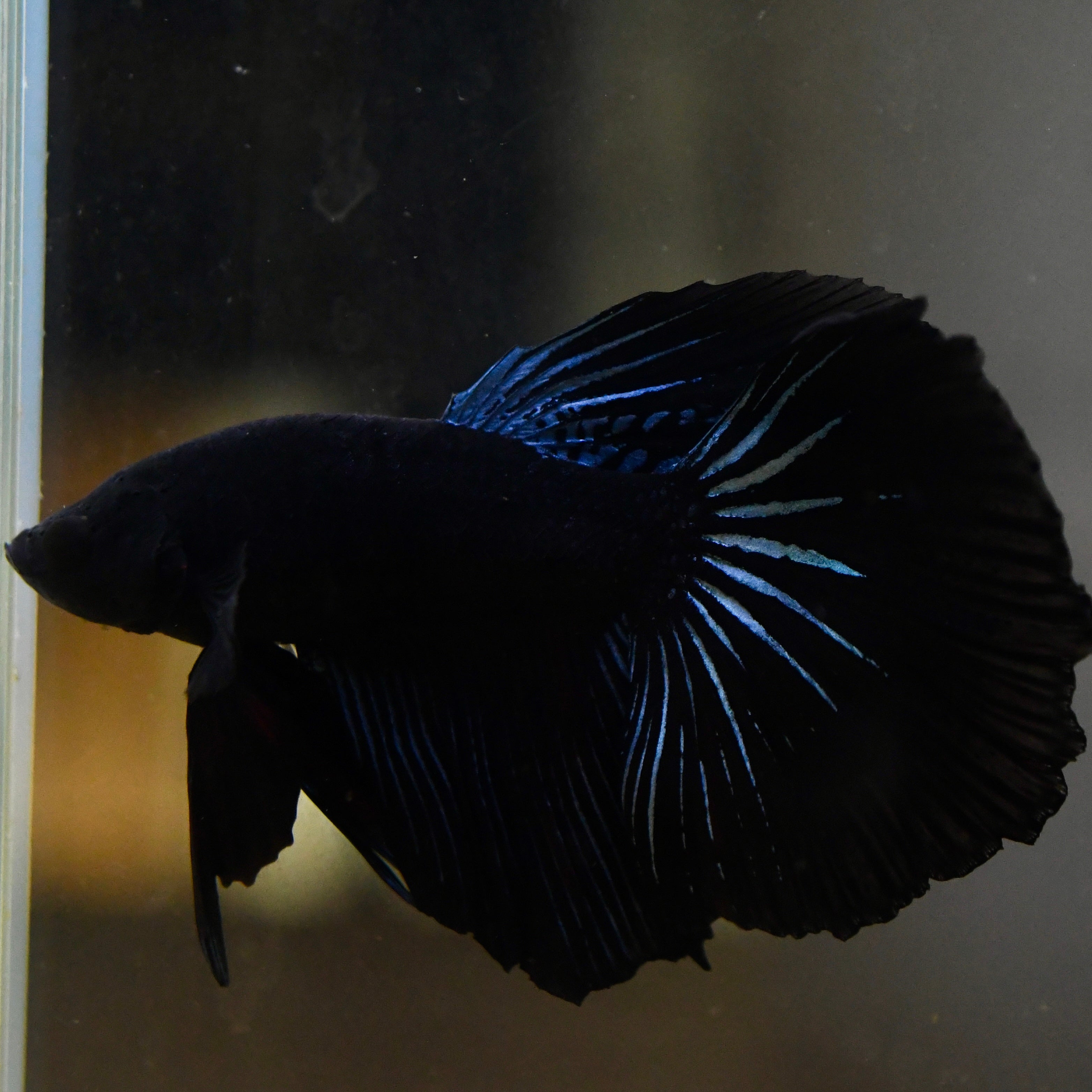(rare) Full Black Halfmoon #A66