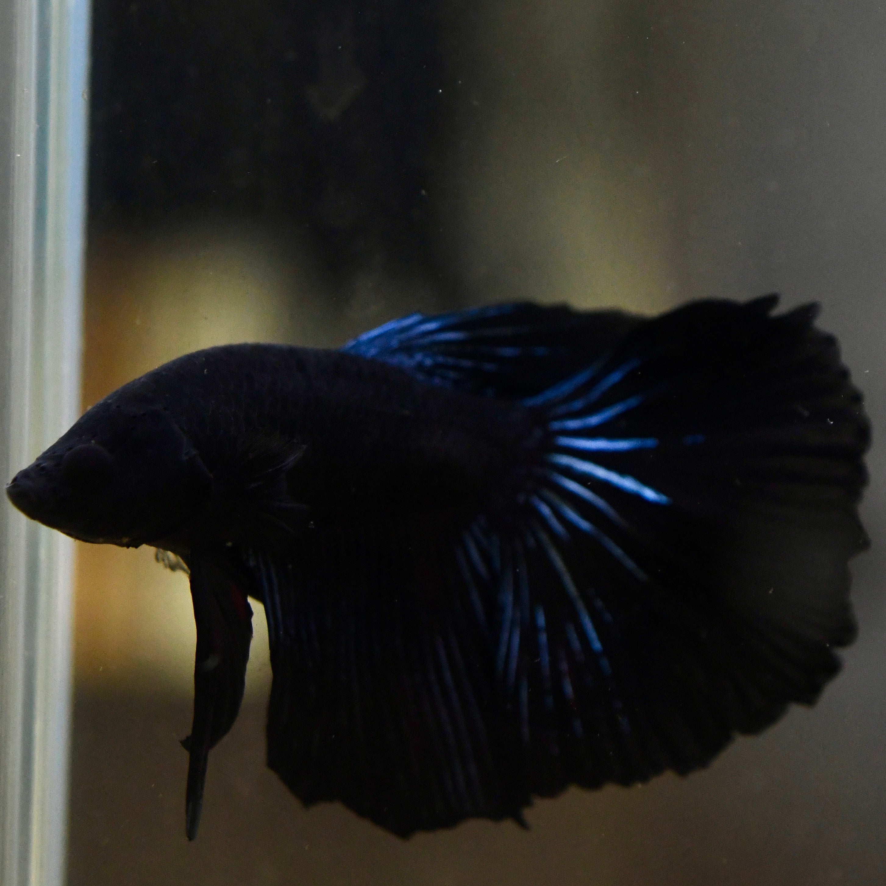 (rare) Full Black Halfmoon #A66