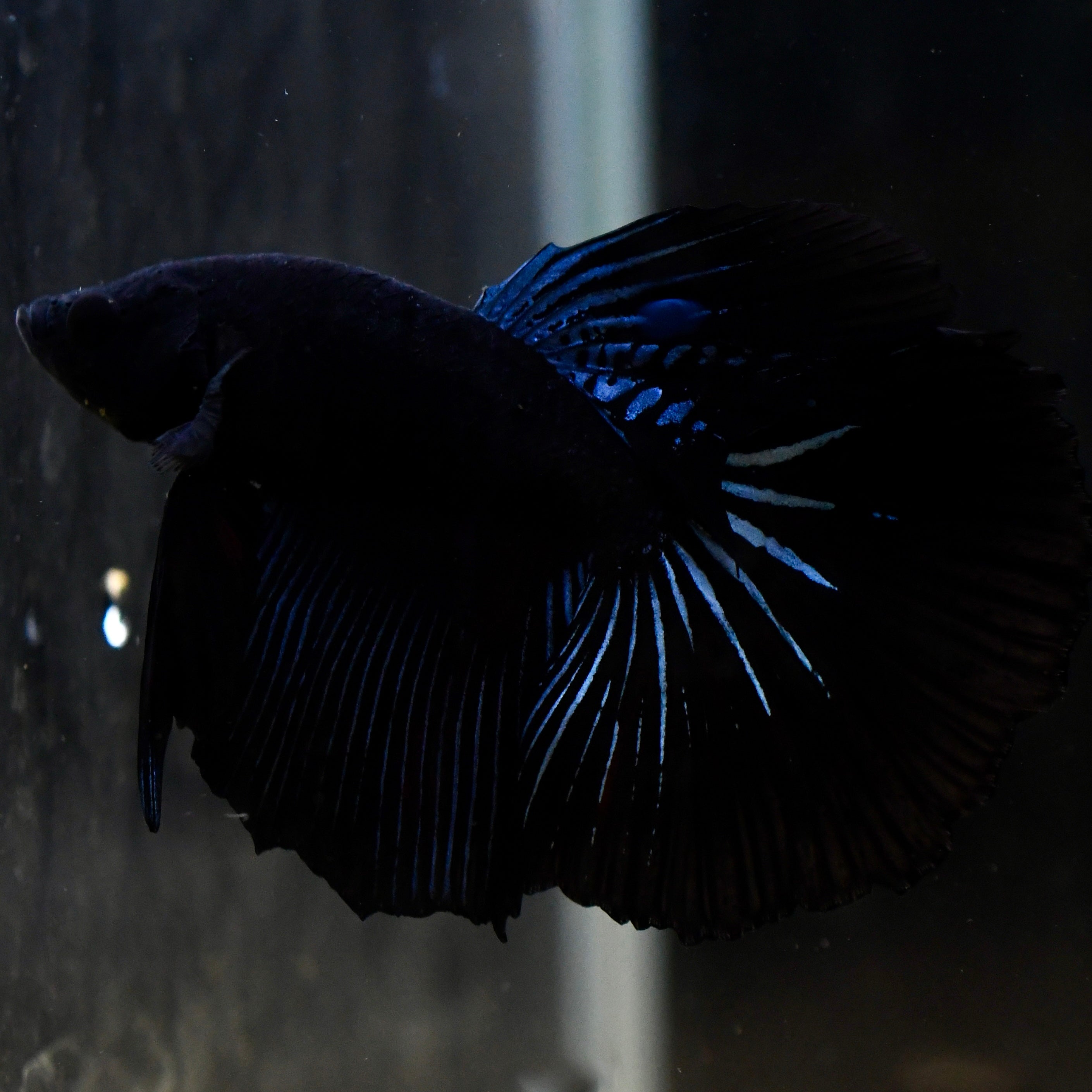 (rare) Full Black Halfmoon #A66