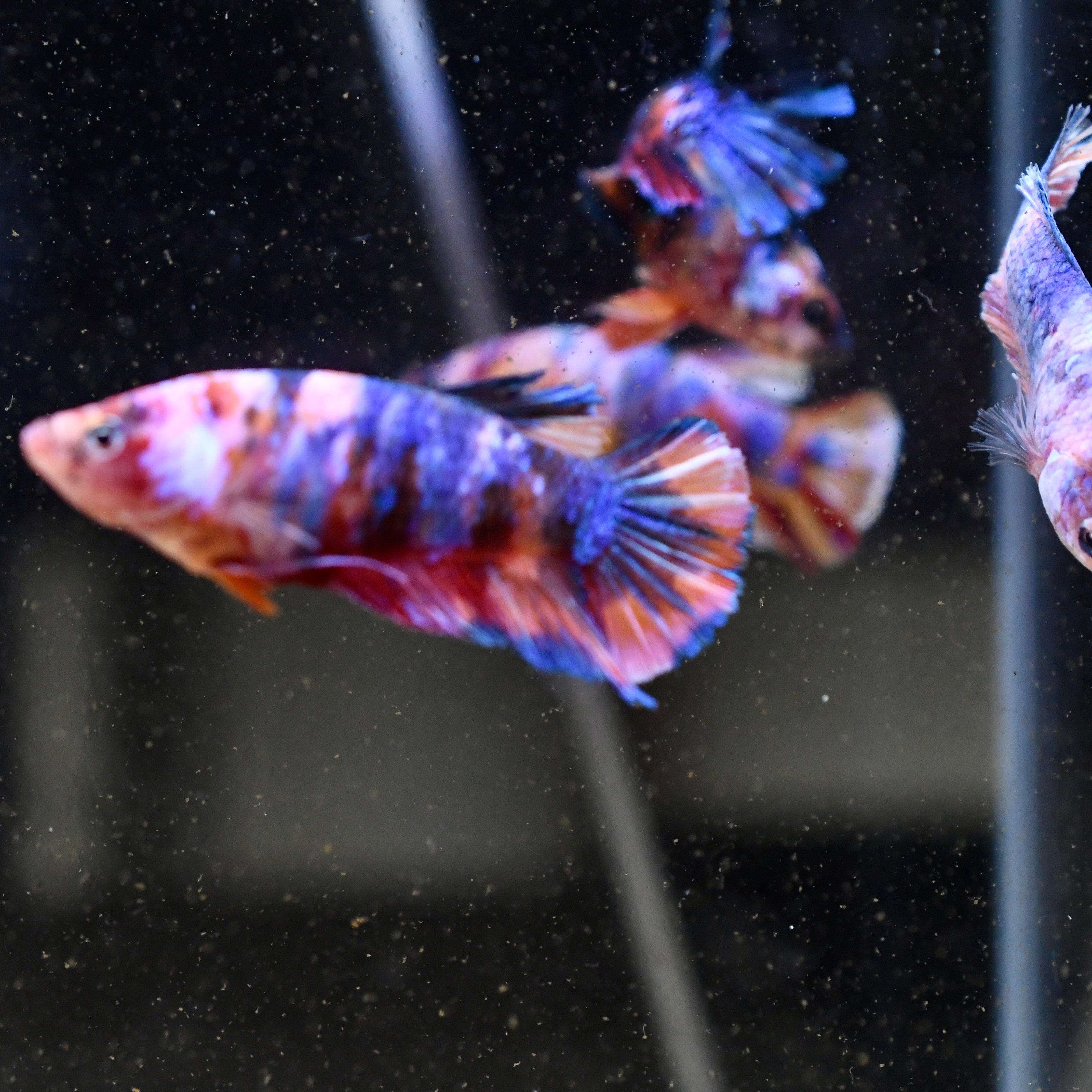 Sorority Female Plakat Multicolor