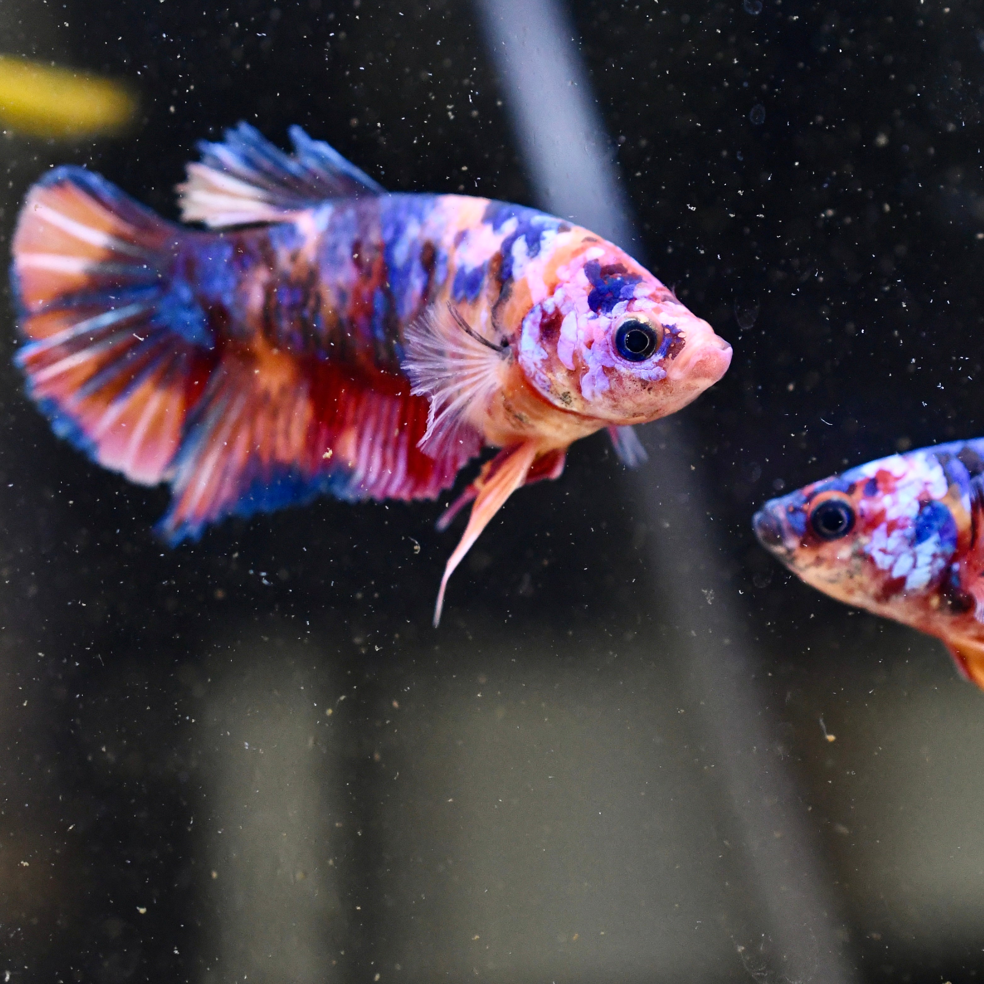 Sorority Female Plakat Multicolor