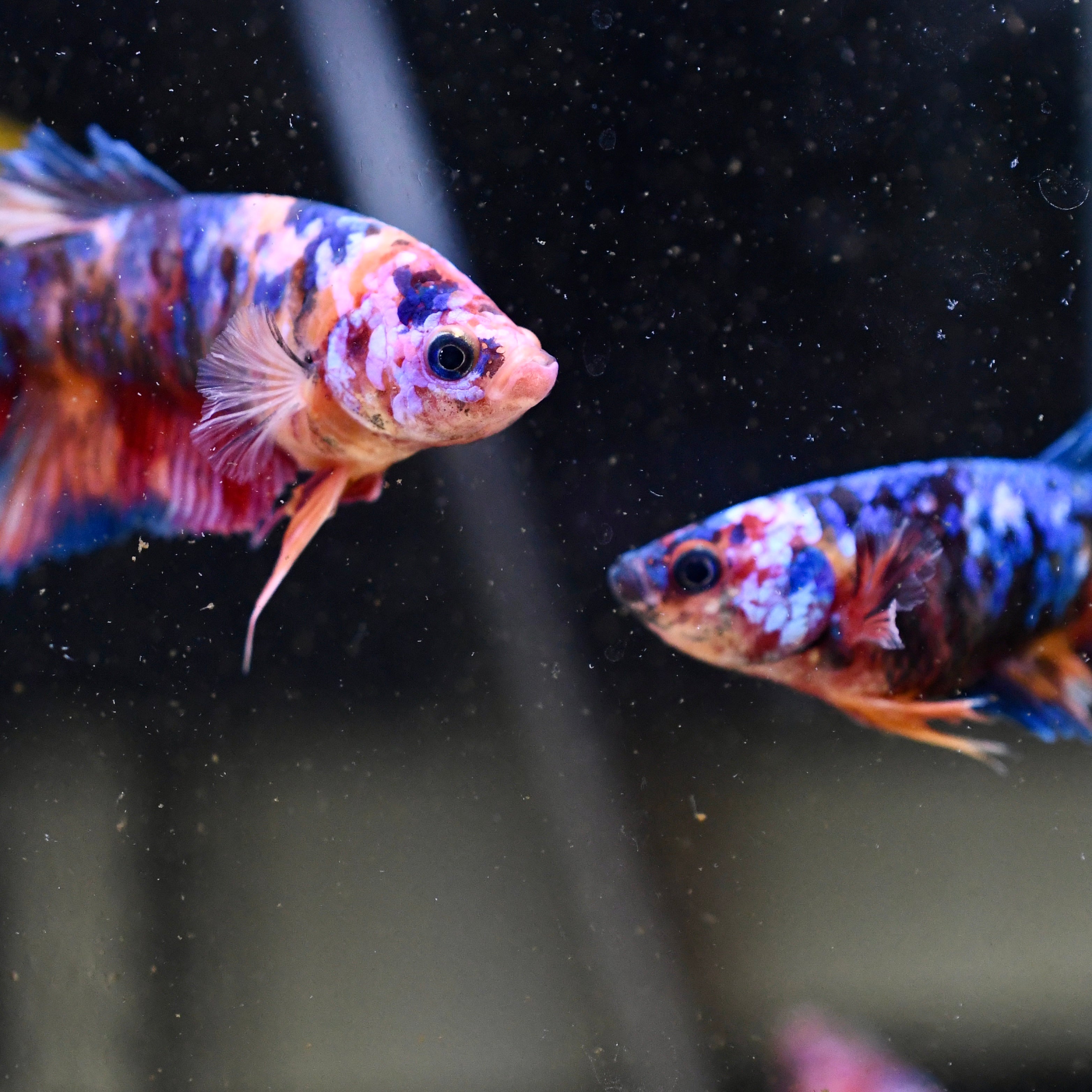Sorority Female Plakat Multicolor