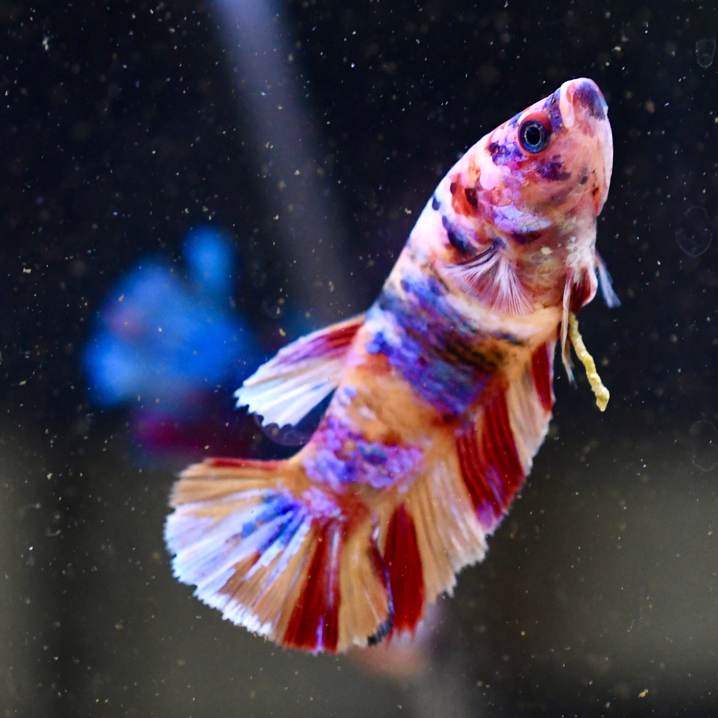 Sorority Female Plakat Multicolor