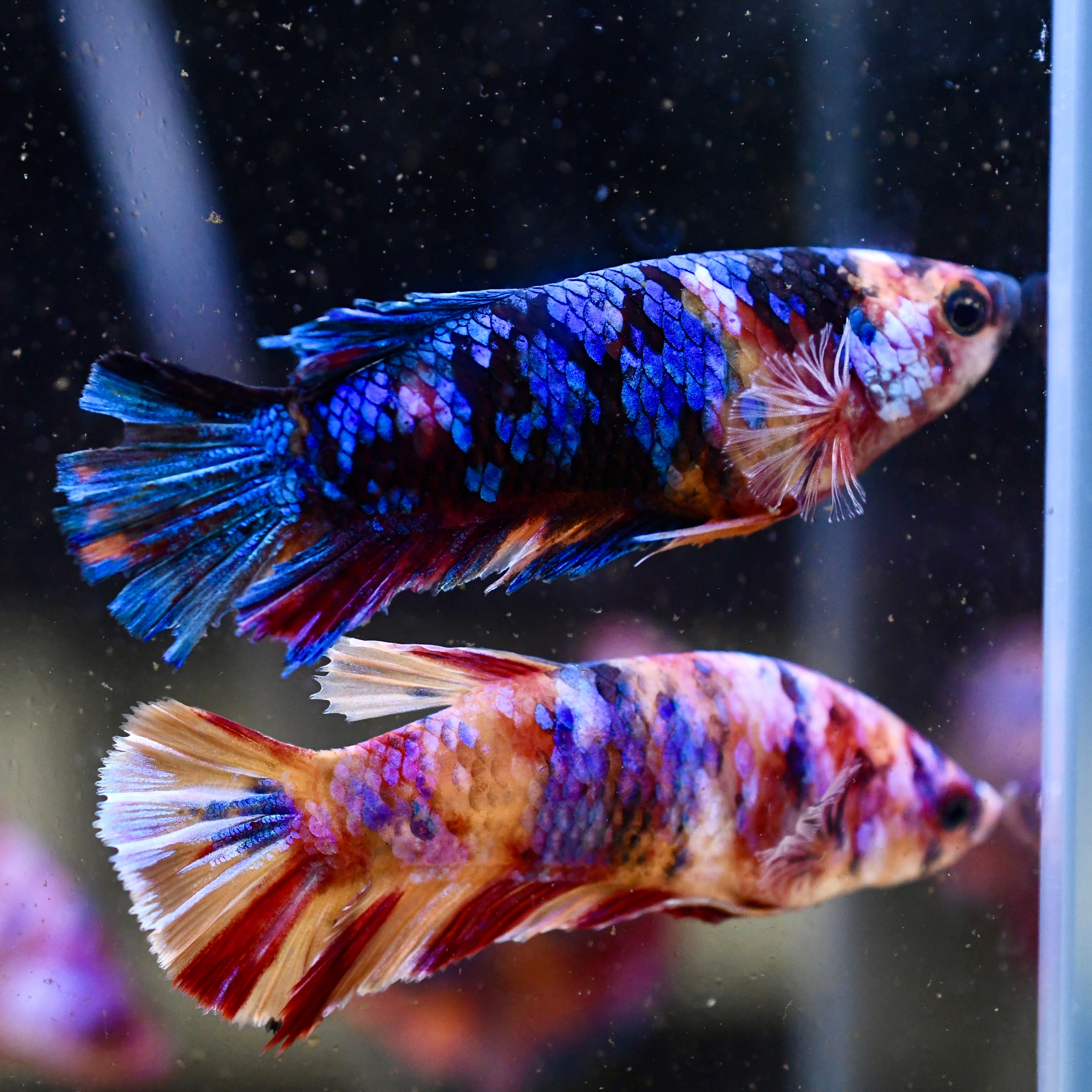 Sorority Female Plakat Multicolor