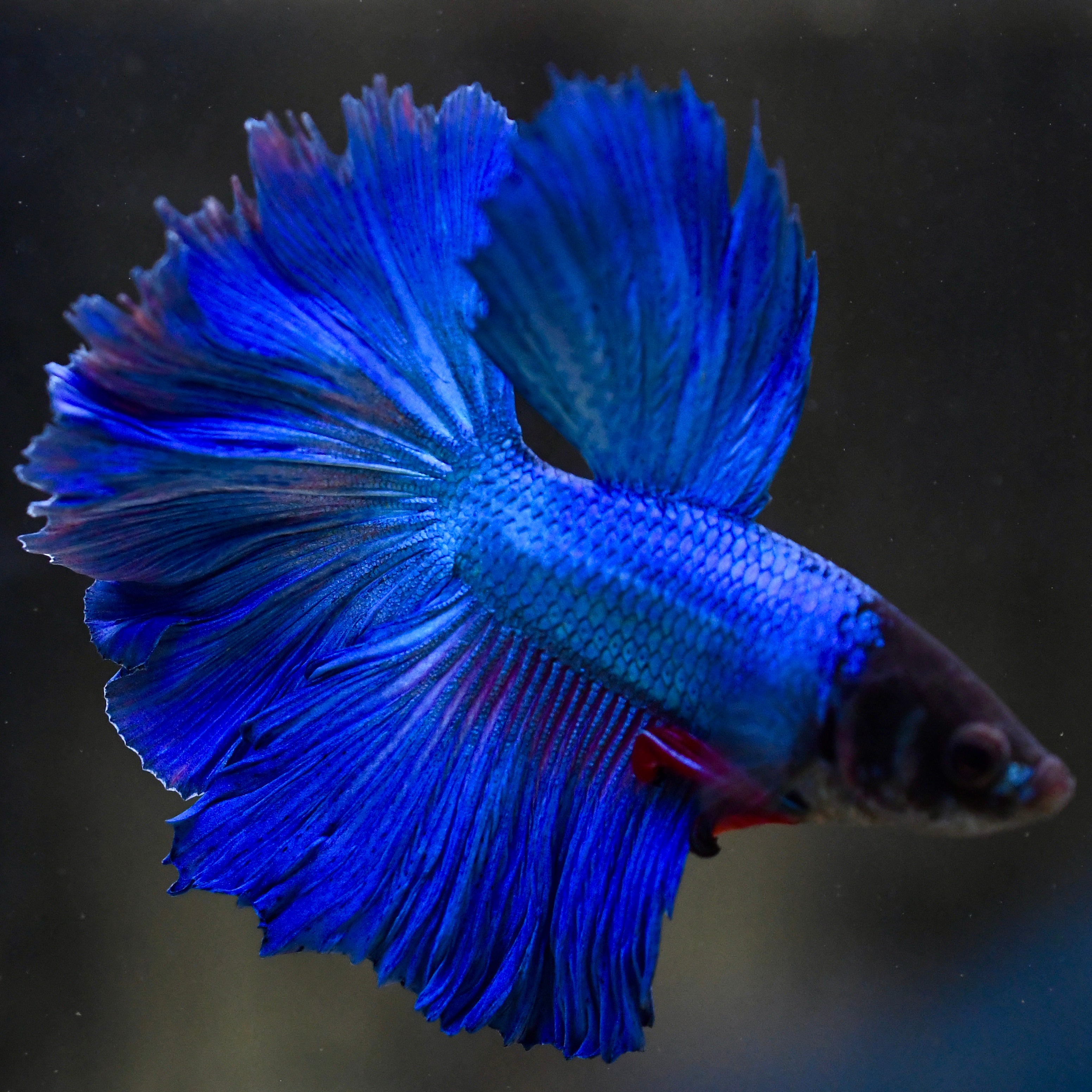 Electric Royal Blue Rosetail Betta #A116