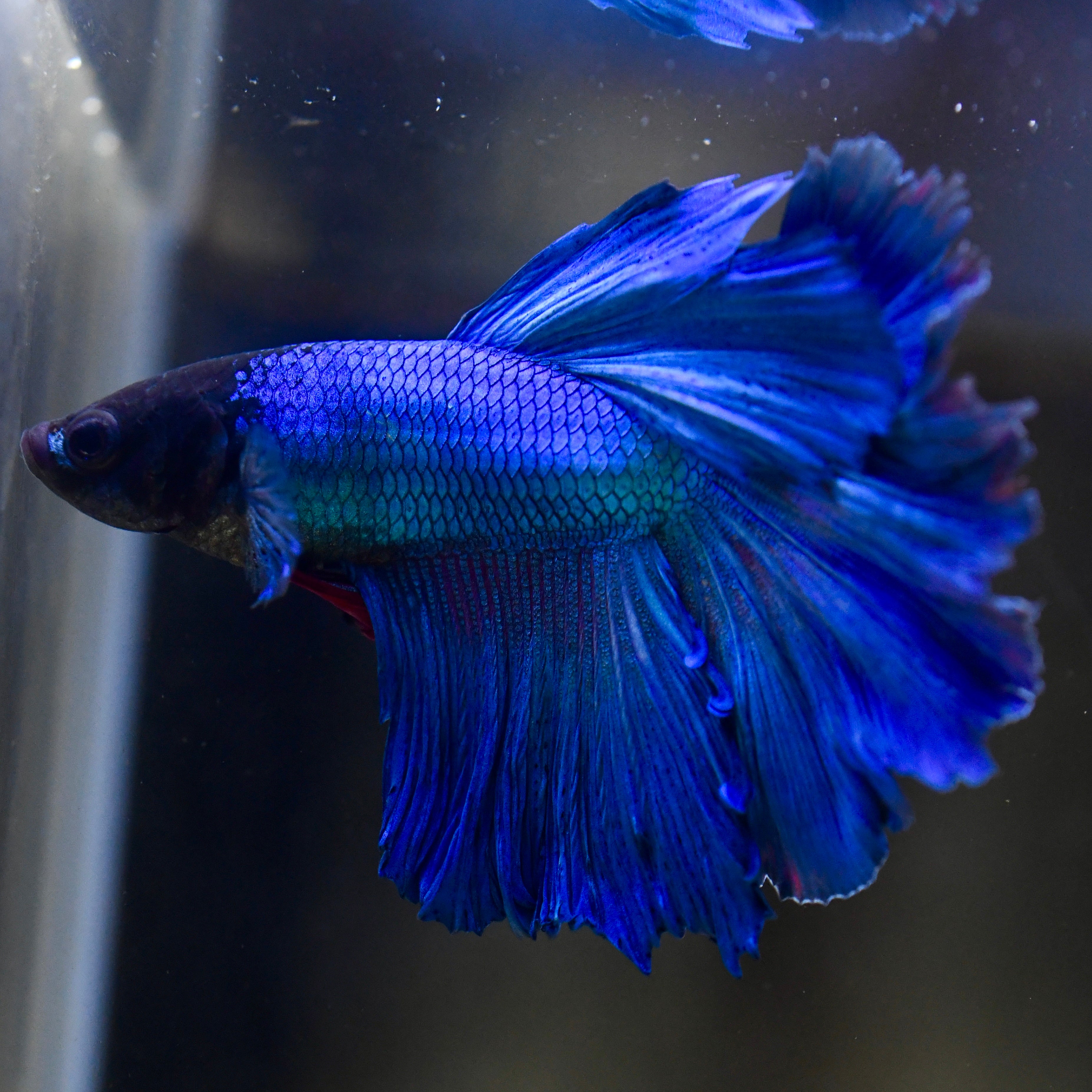 Electric Royal Blue Rosetail Betta #A116