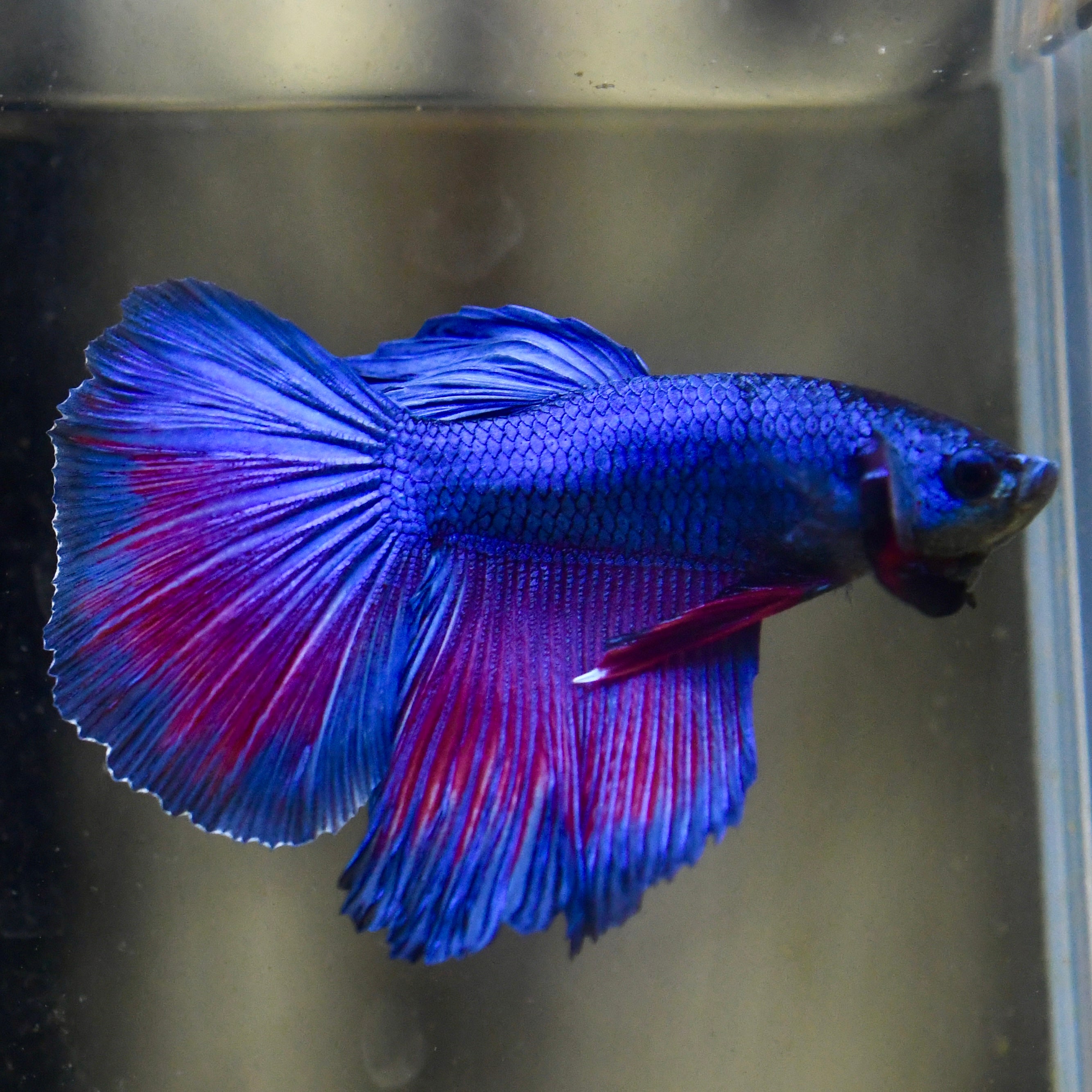 Royal Sapphire Red Wash Halfmoon Betta #A114