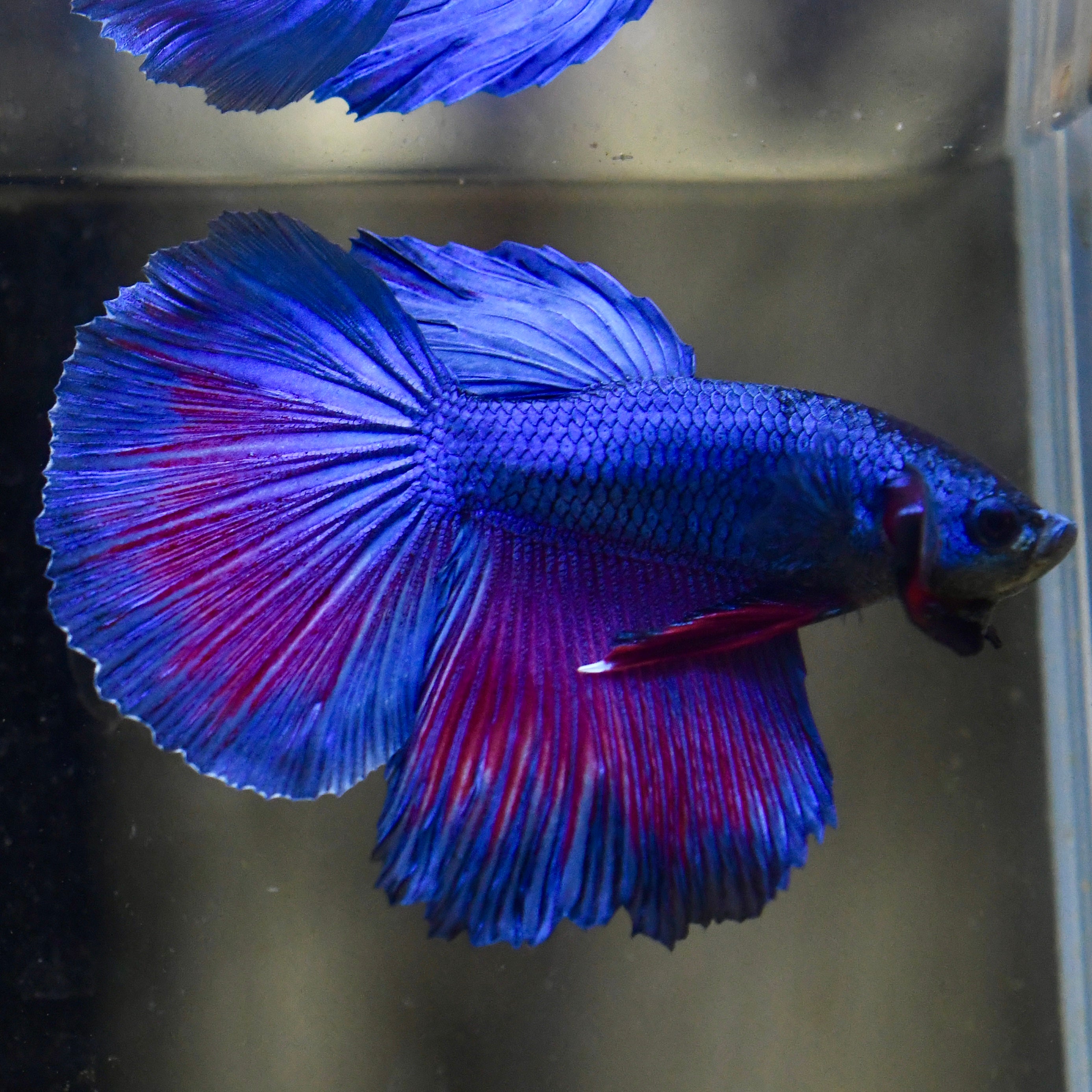 Royal Sapphire Red Wash Halfmoon Betta #A114