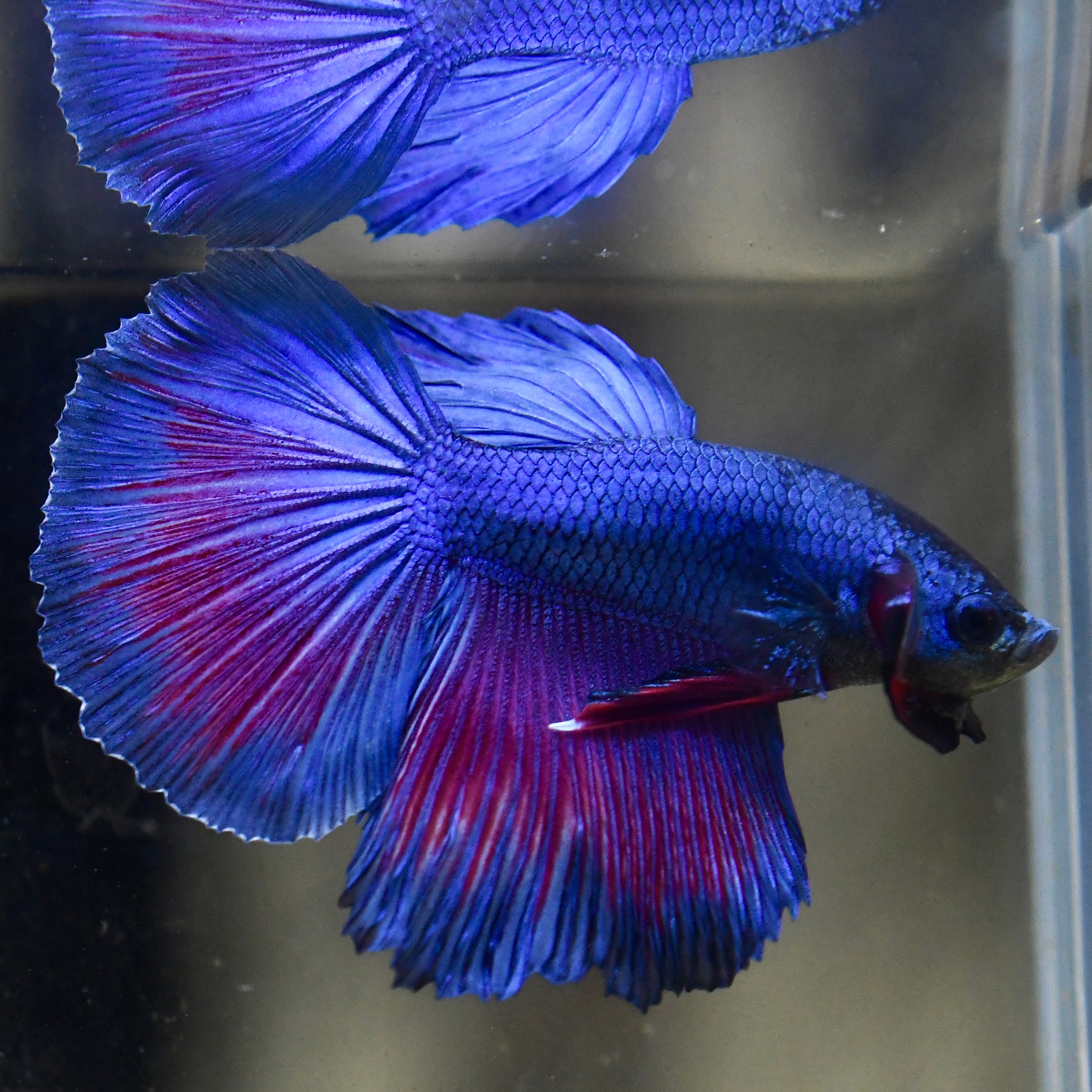 Royal Sapphire Red Wash Halfmoon Betta #A114