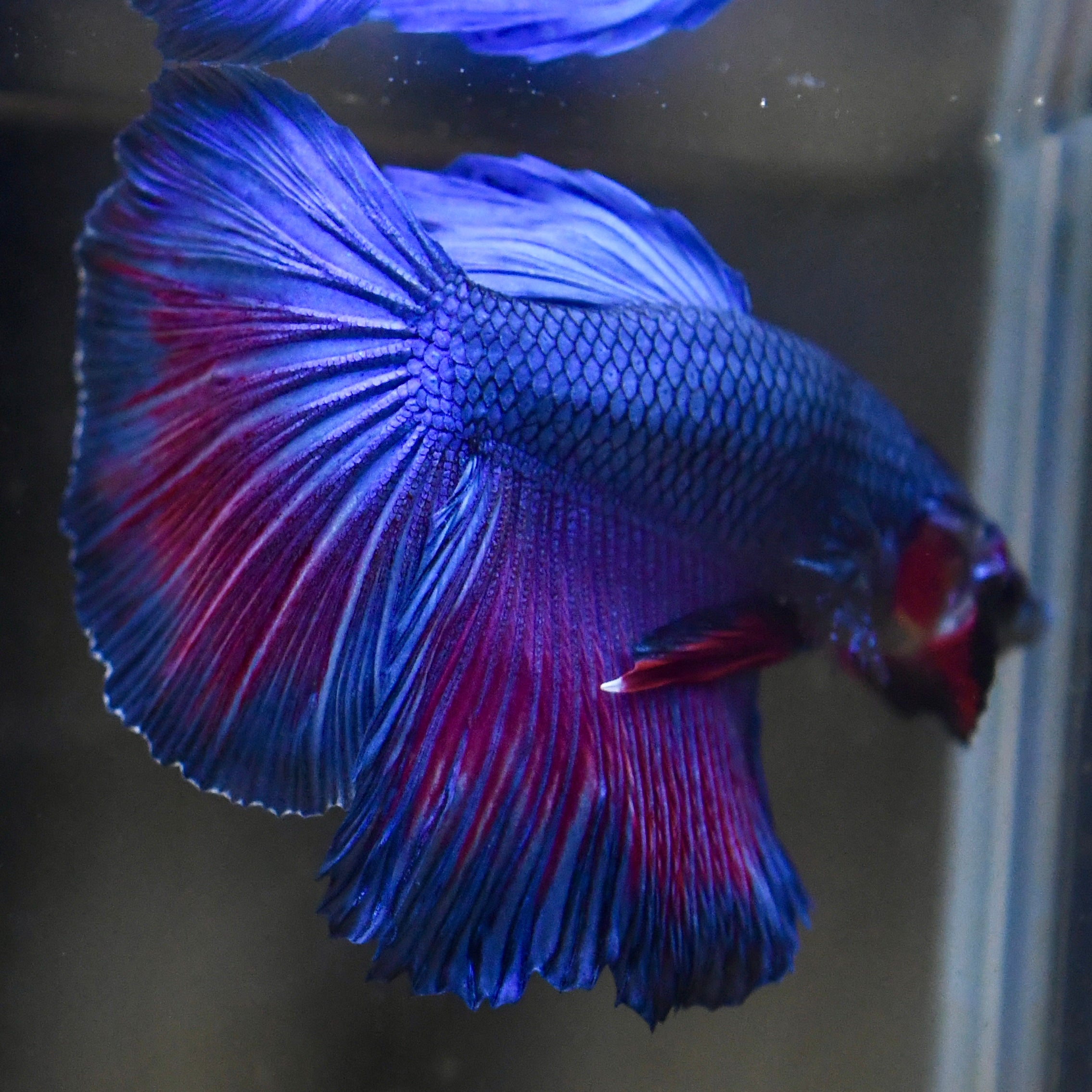Royal Sapphire Red Wash Halfmoon Betta #A114