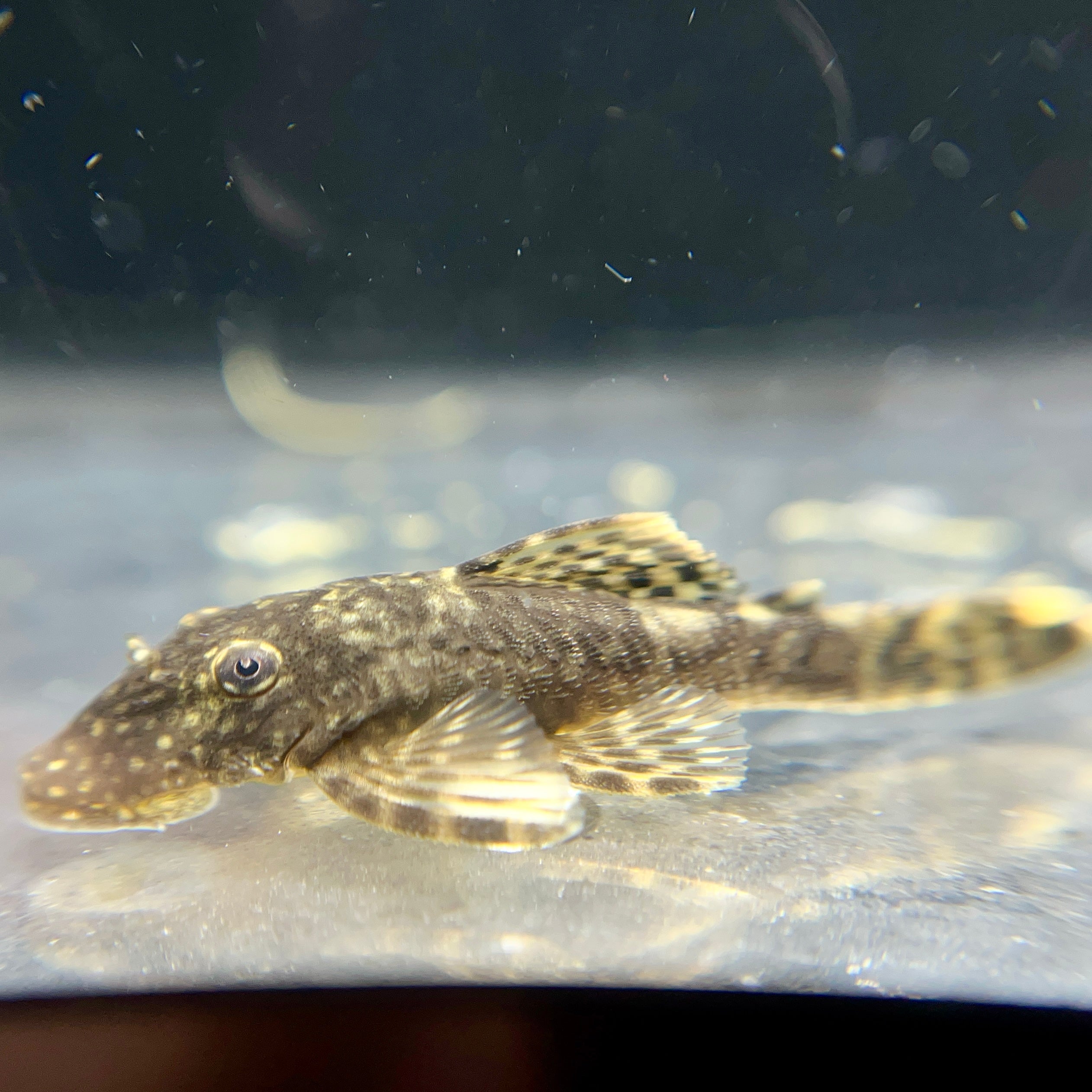 Bristlenose Pleco - Canada Guppies