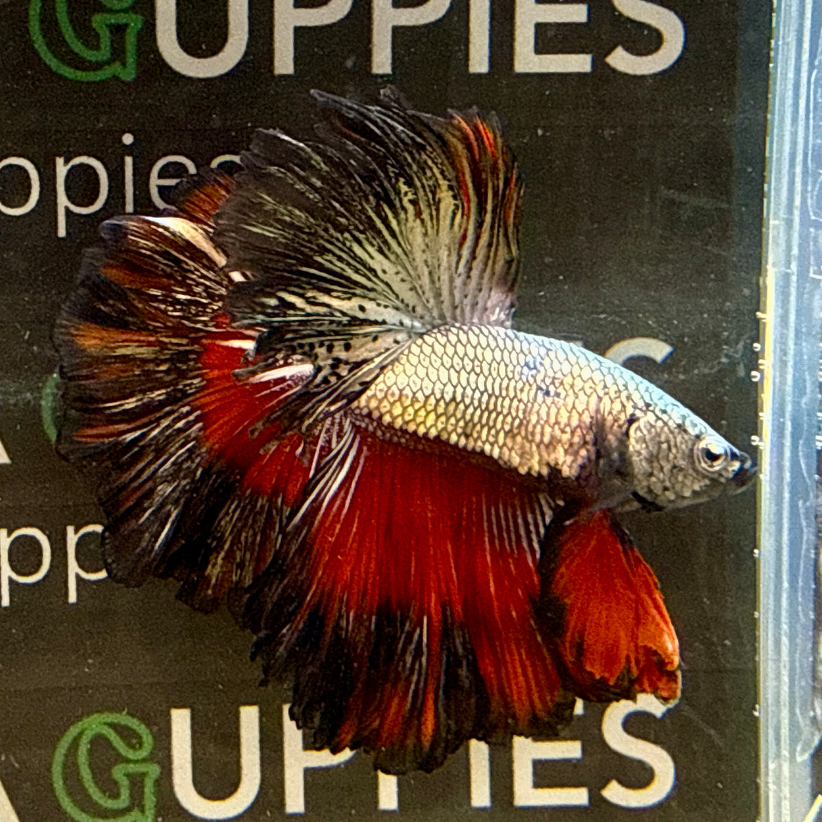 Copper Dragon Halfmoon #B1