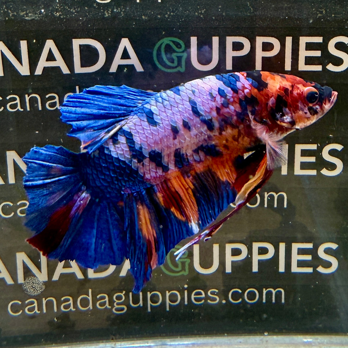 Multicolour Giant Plakat B5