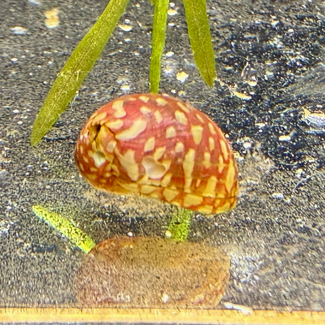 Red Pumpkin Nerite Snail