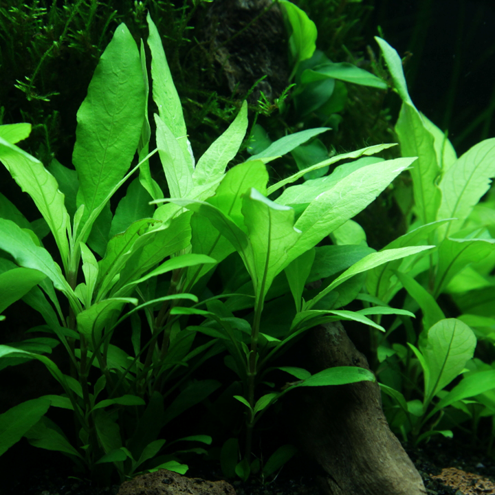 Hygrophila corymbosa 'Siamensis 53B'