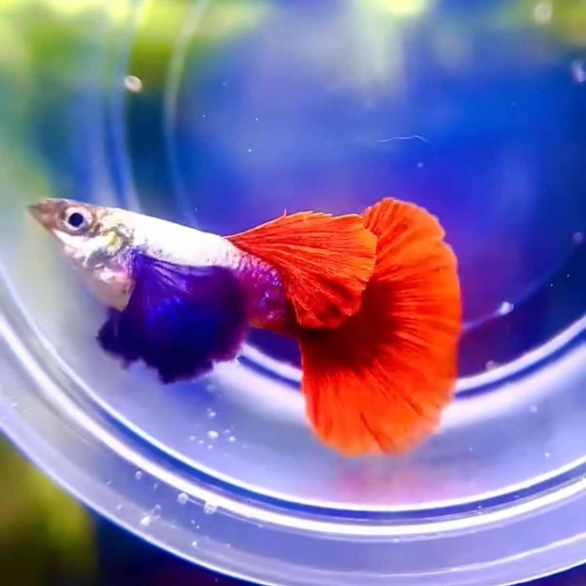 Buy Rare Dumbo Red Tail Guppies – Stunning and Unique!