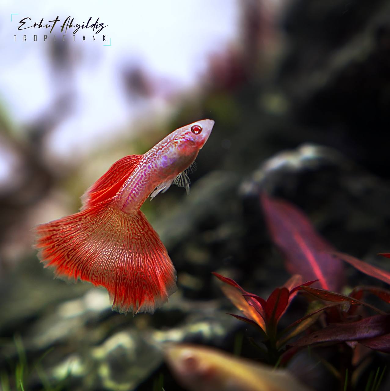 Supreme Red Albino Lace - Canada Guppies