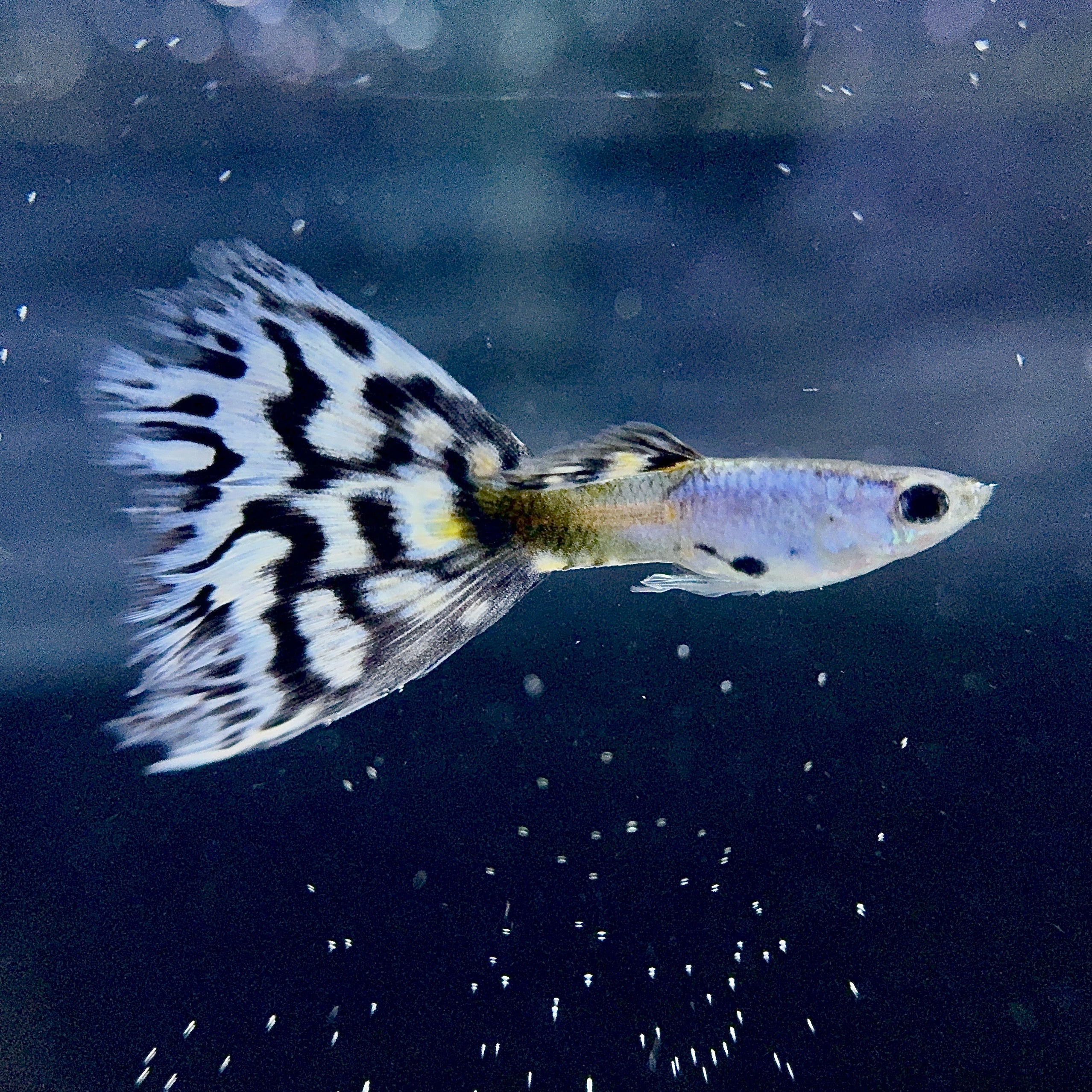 Silverado White Mosaic Guppies
