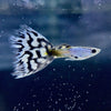 Silverado White Mosaic Guppies