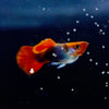 Supreme Koi Ribbon Guppies