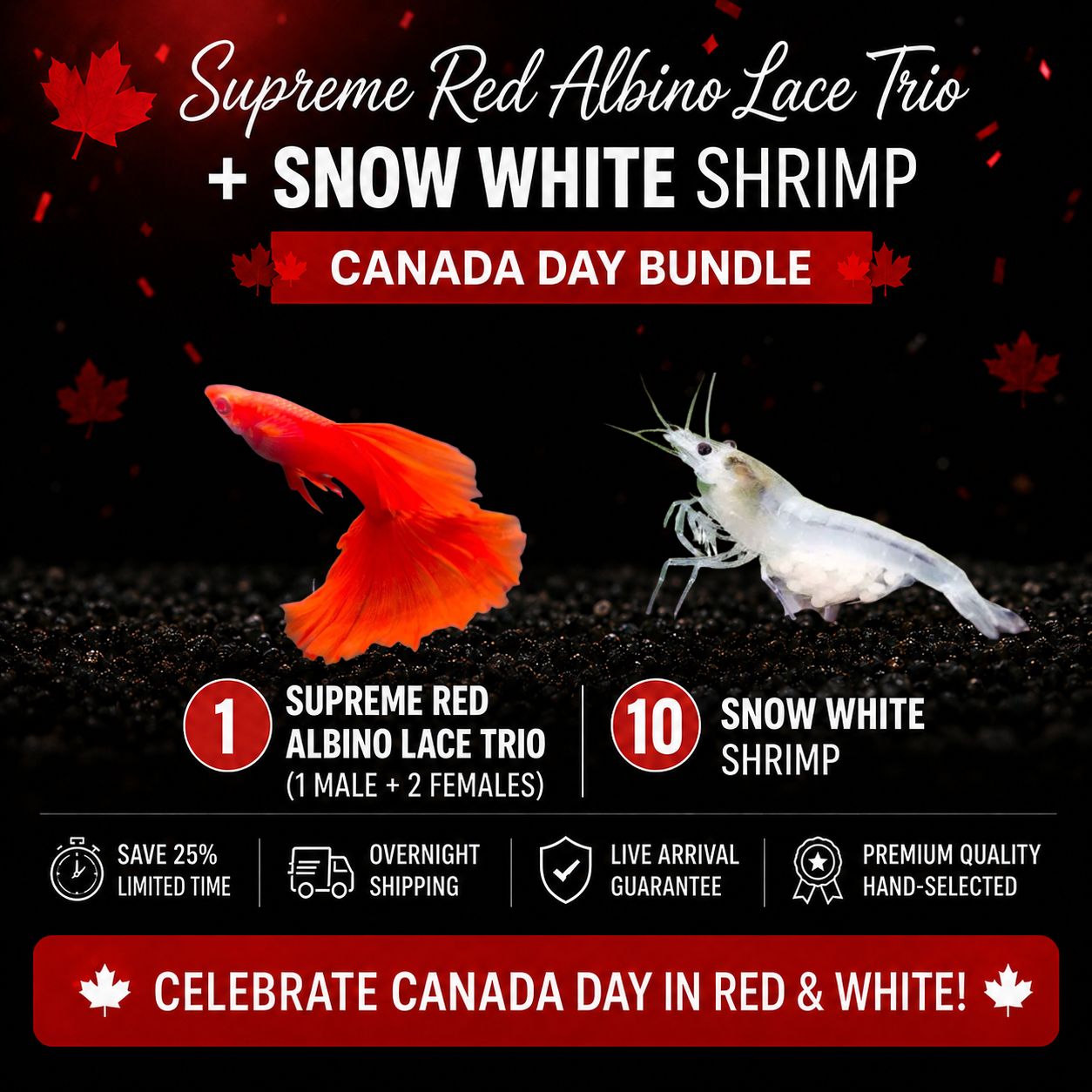 35% OFF Canada Day Bundle Supreme Red Albino Lace Trio + Snow White Shrimp