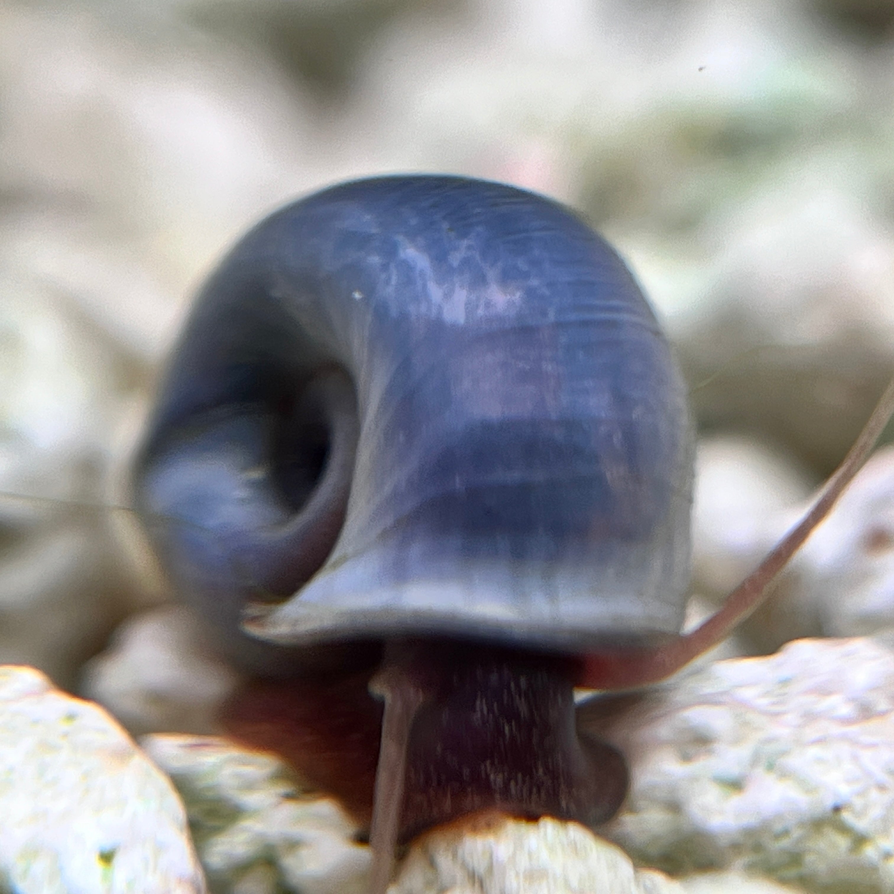 Blue Ramshorn Snails