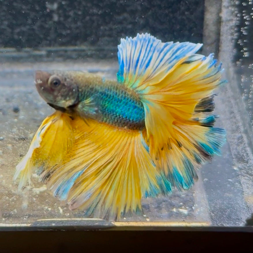 Mustand Full Moon Betta