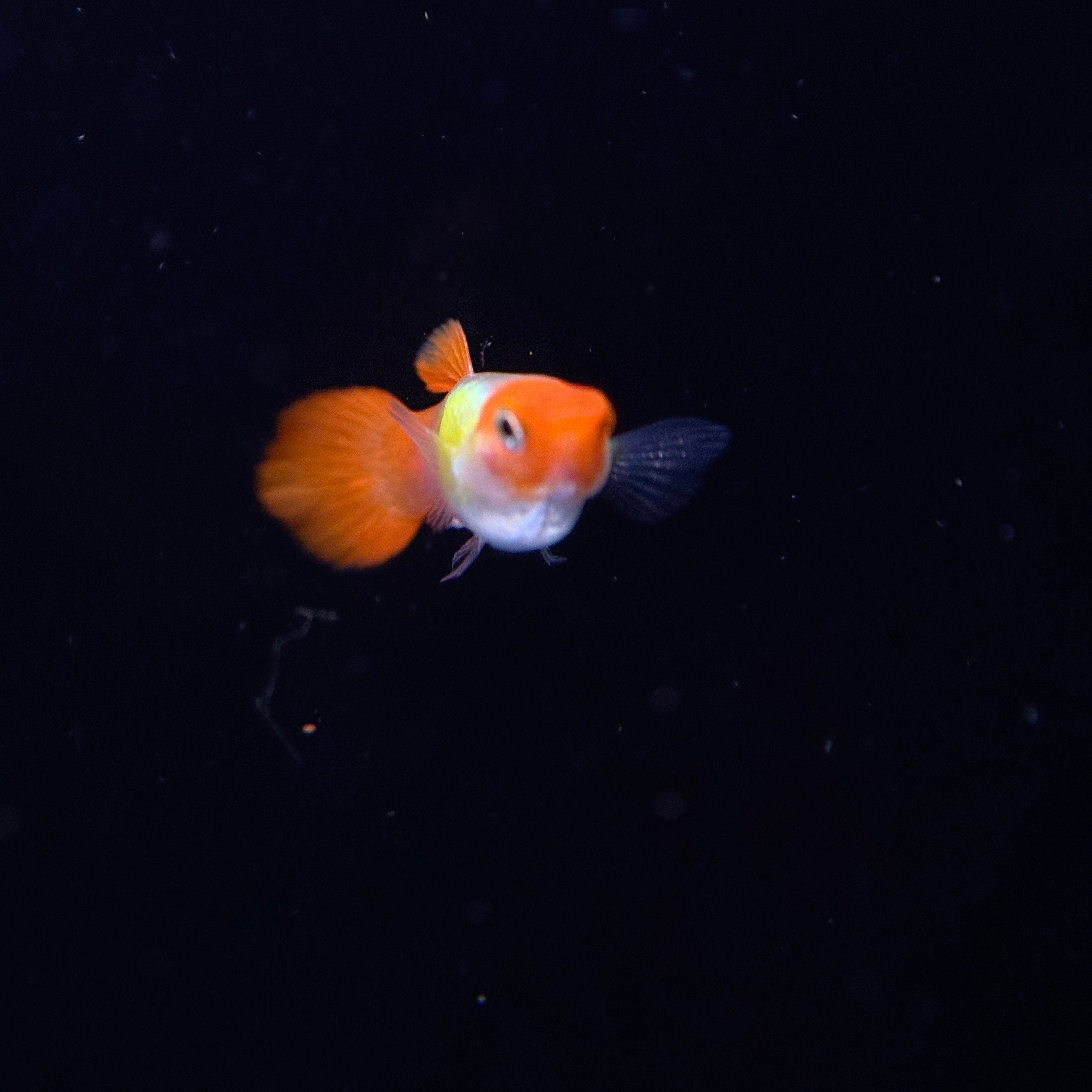 Koi Guppies