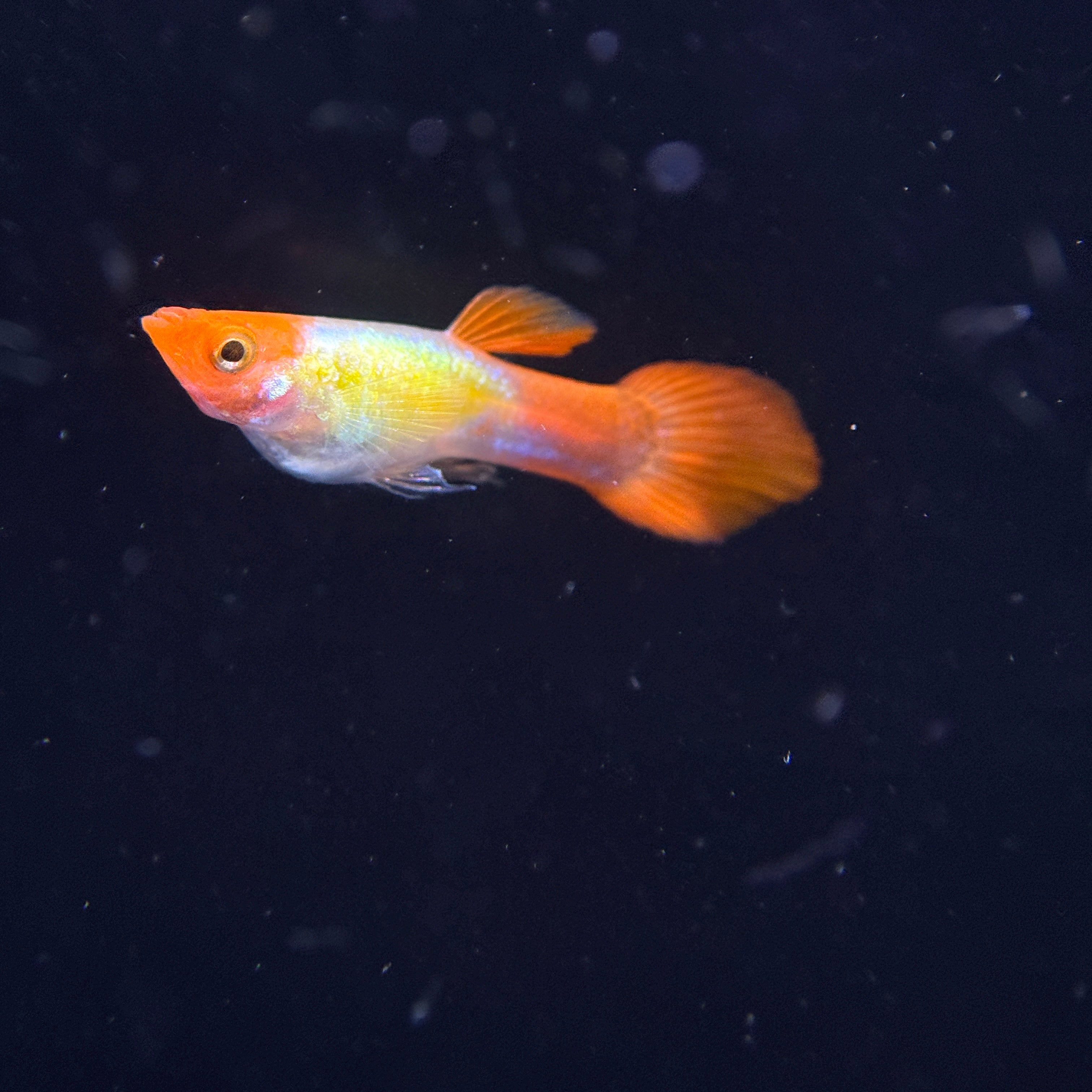 Koi Guppies